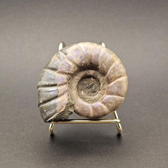Eotetragonites umbilicostriatus Ammonite - Madagascar - 65g — view 1