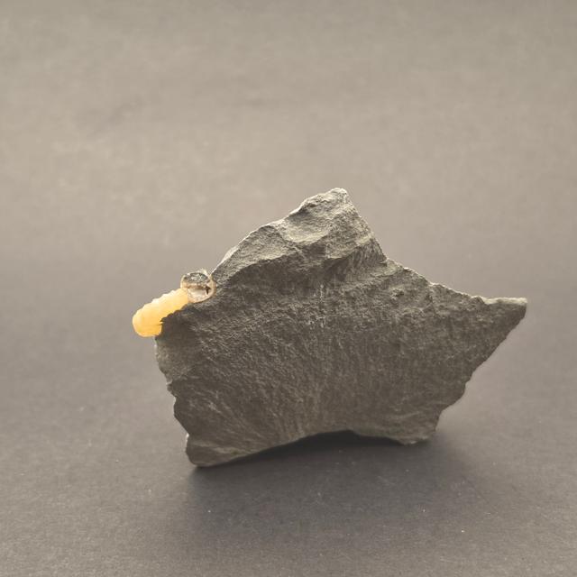 Promicroceras Calcite Ammonite on Matrix — view 3