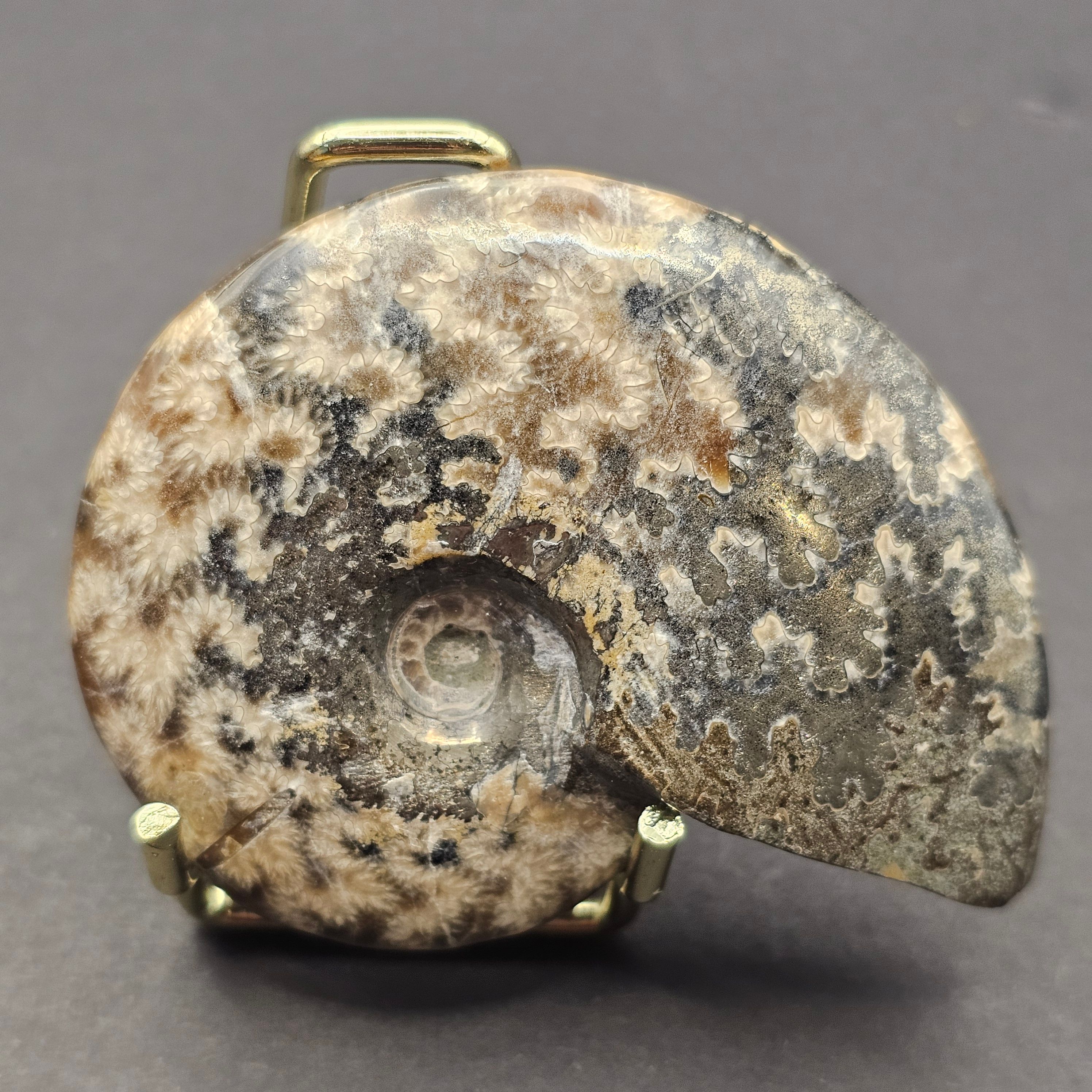 Polished Cleoniceras Ammonite — view 2
