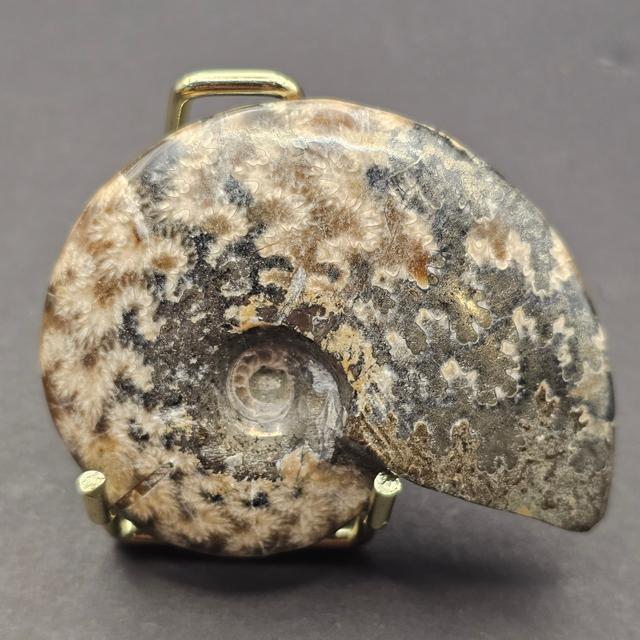 Polished Cleoniceras Ammonite — view 2