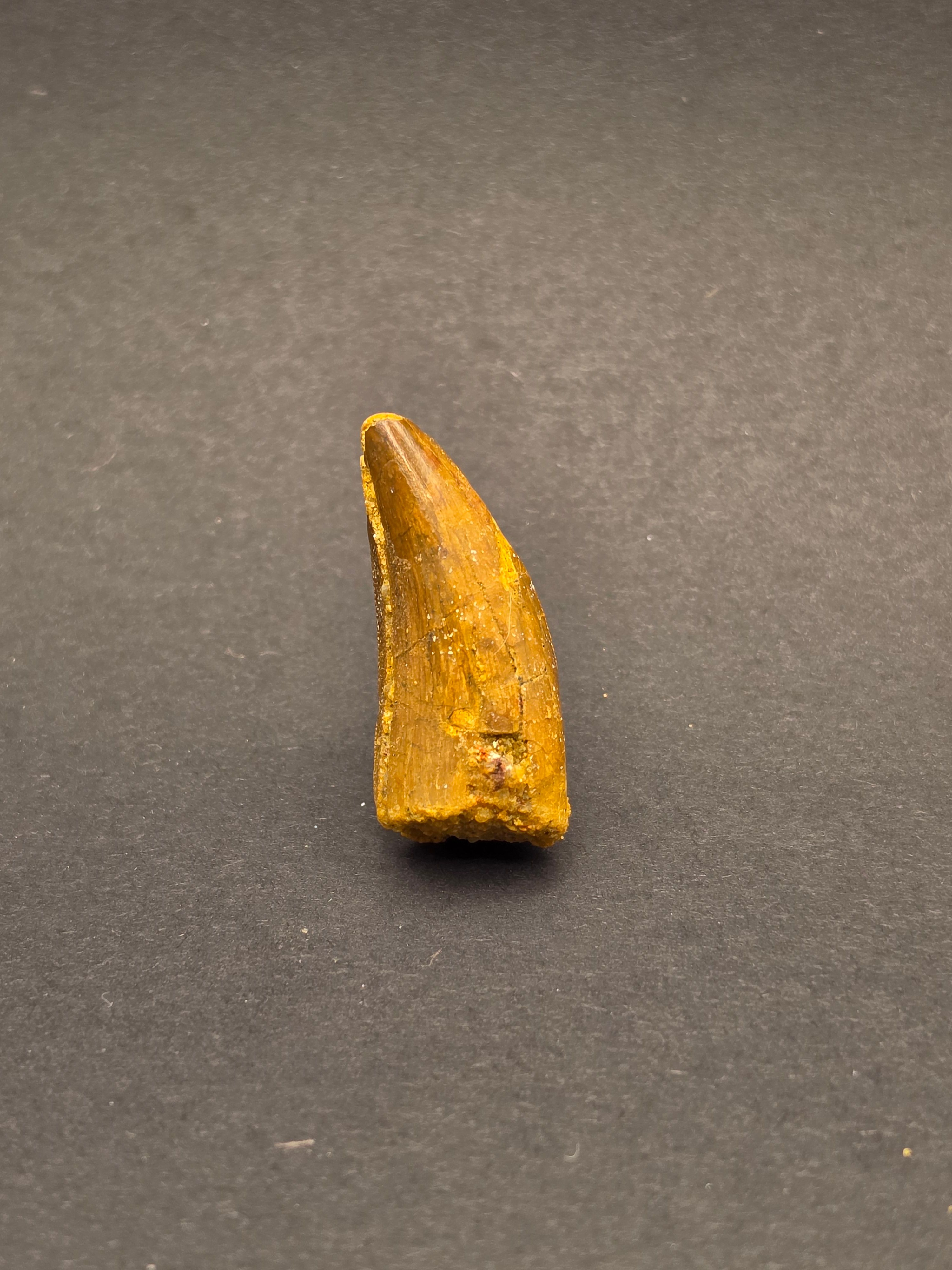 Carcharodontosaurus Tooth — view 3