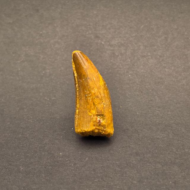 Carcharodontosaurus Tooth — view 3