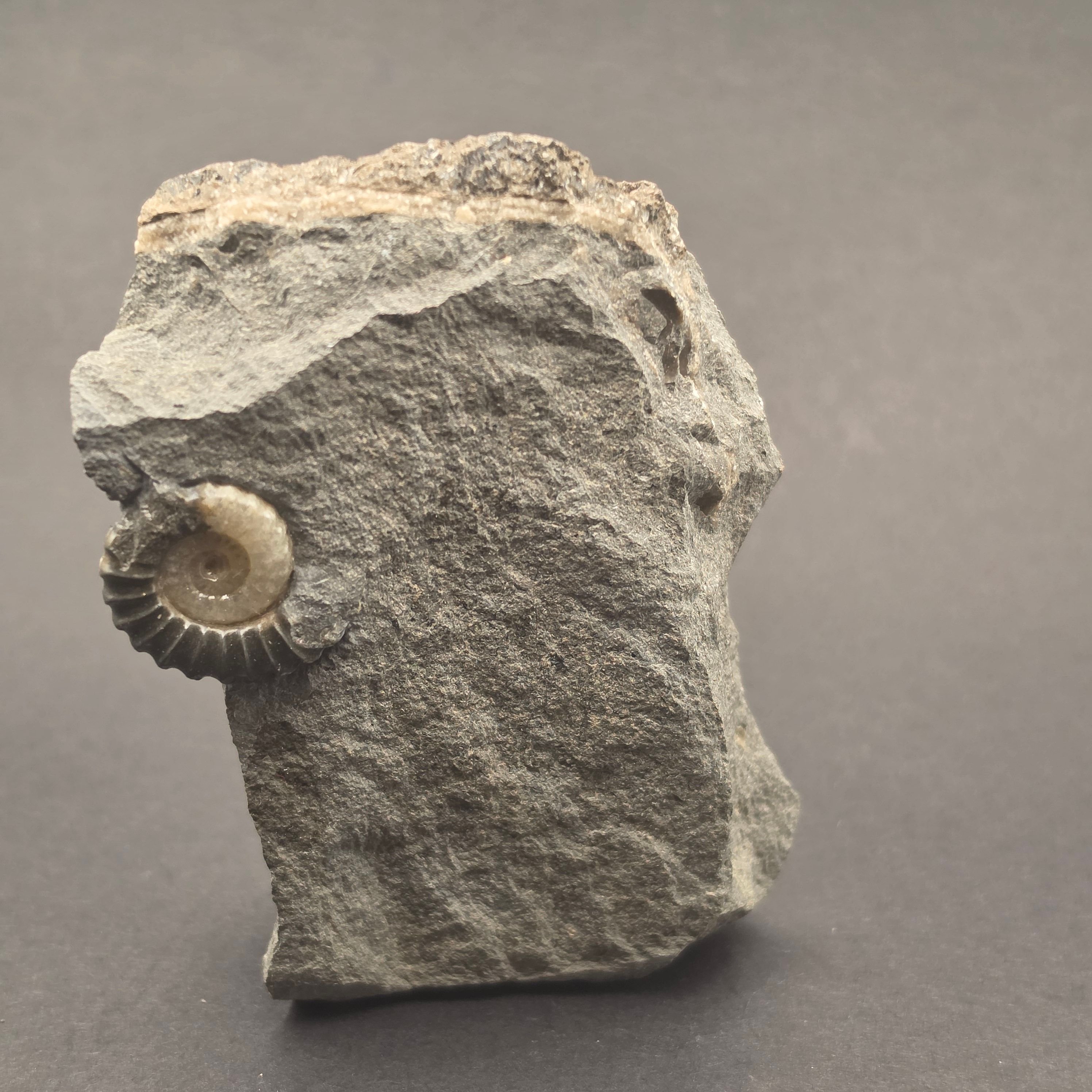 Promicroceras Calcite Ammonite on Matrix — view 4