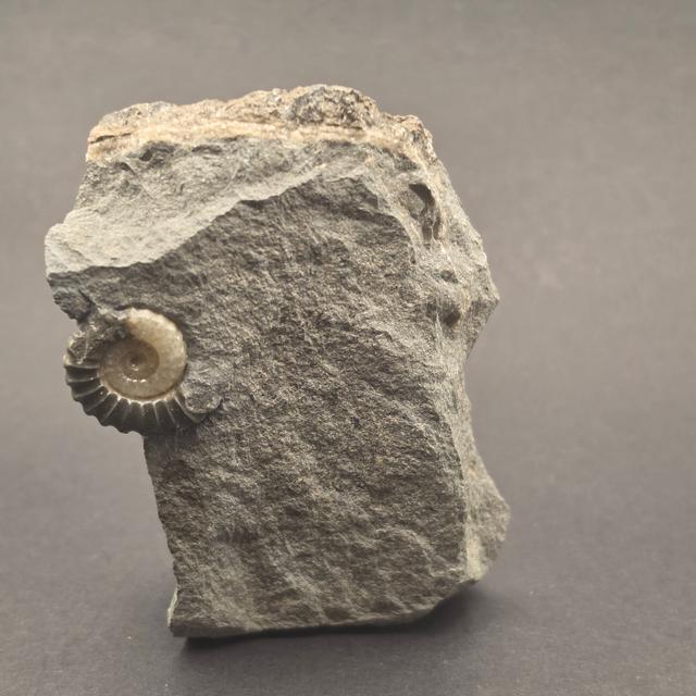 Promicroceras Calcite Ammonite on Matrix — view 4
