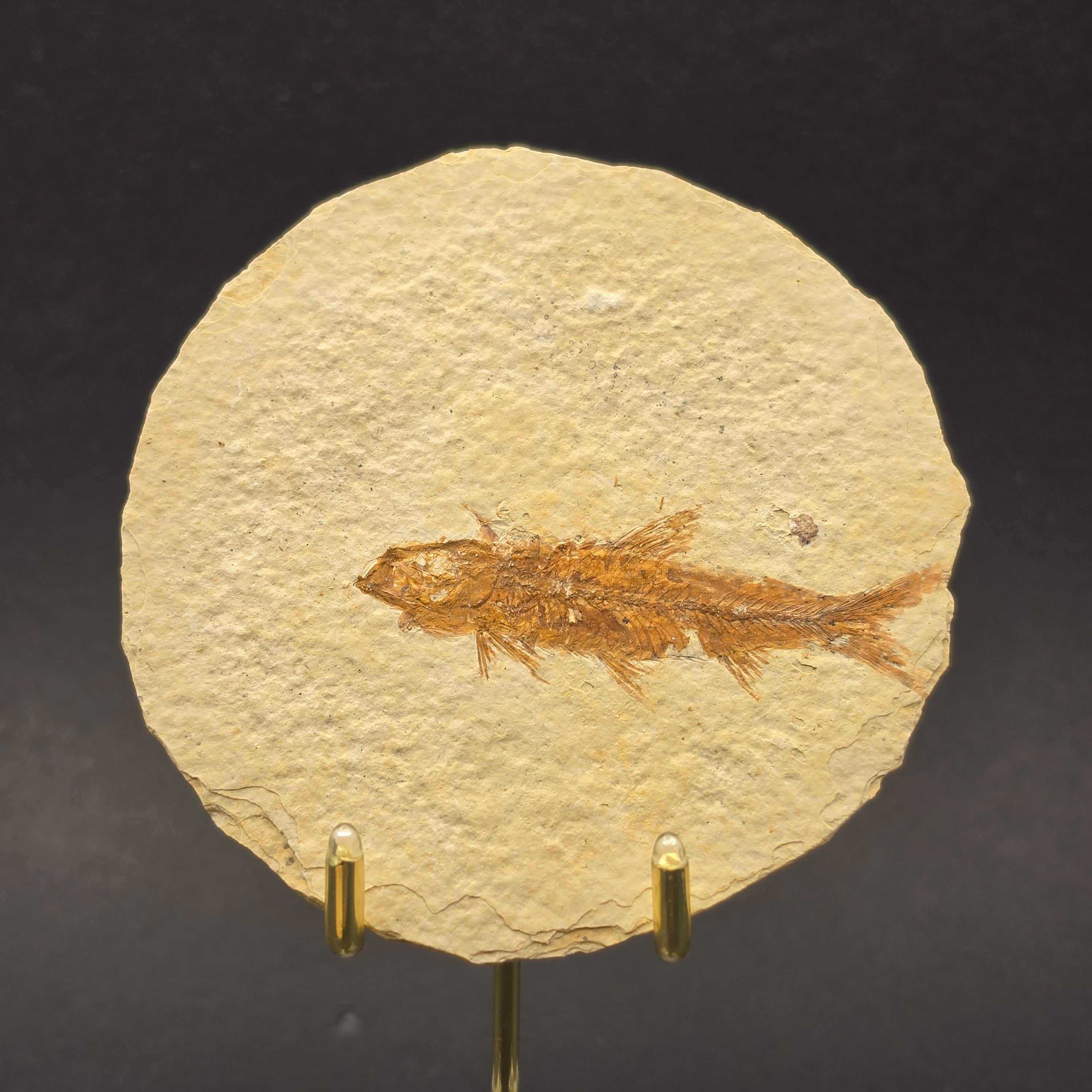 Knightia eocaena on Matrix — KN08