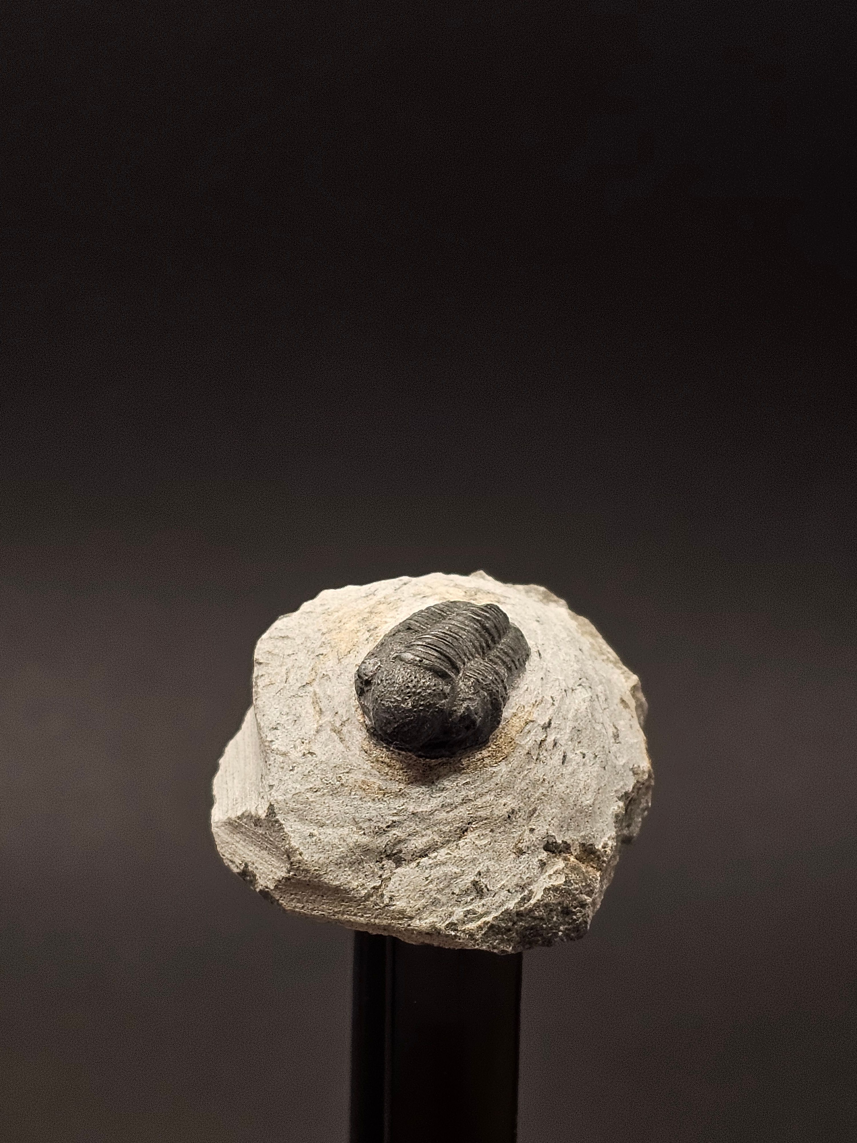 Gerastos Trilobite on Matrix — view 2