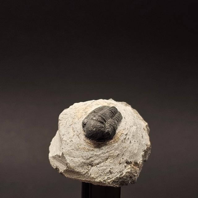 Gerastos Trilobite on Matrix — view 2