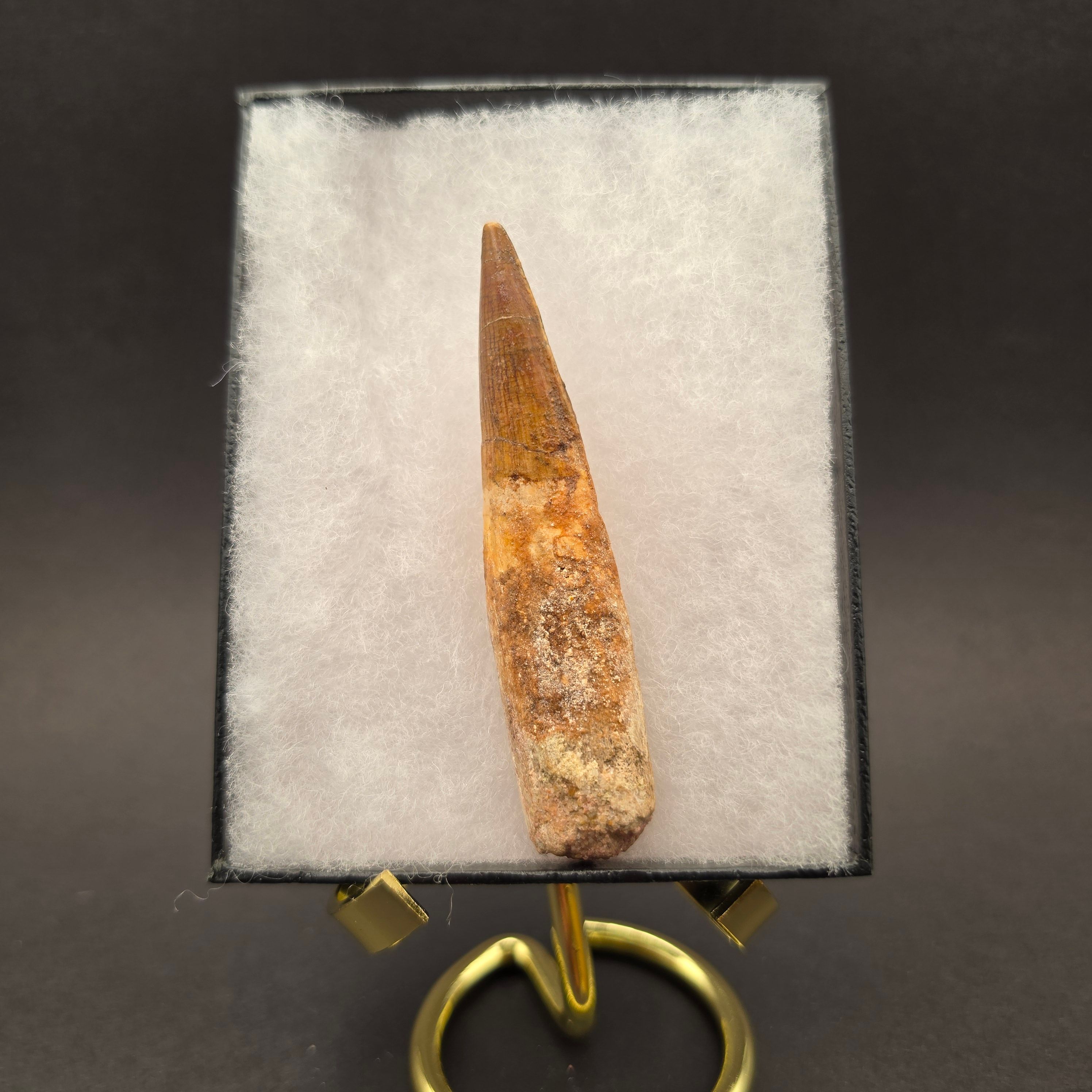 Spinosaurus Tooth — view 3