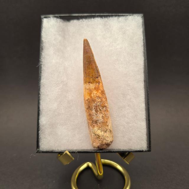 Spinosaurus Tooth — view 3