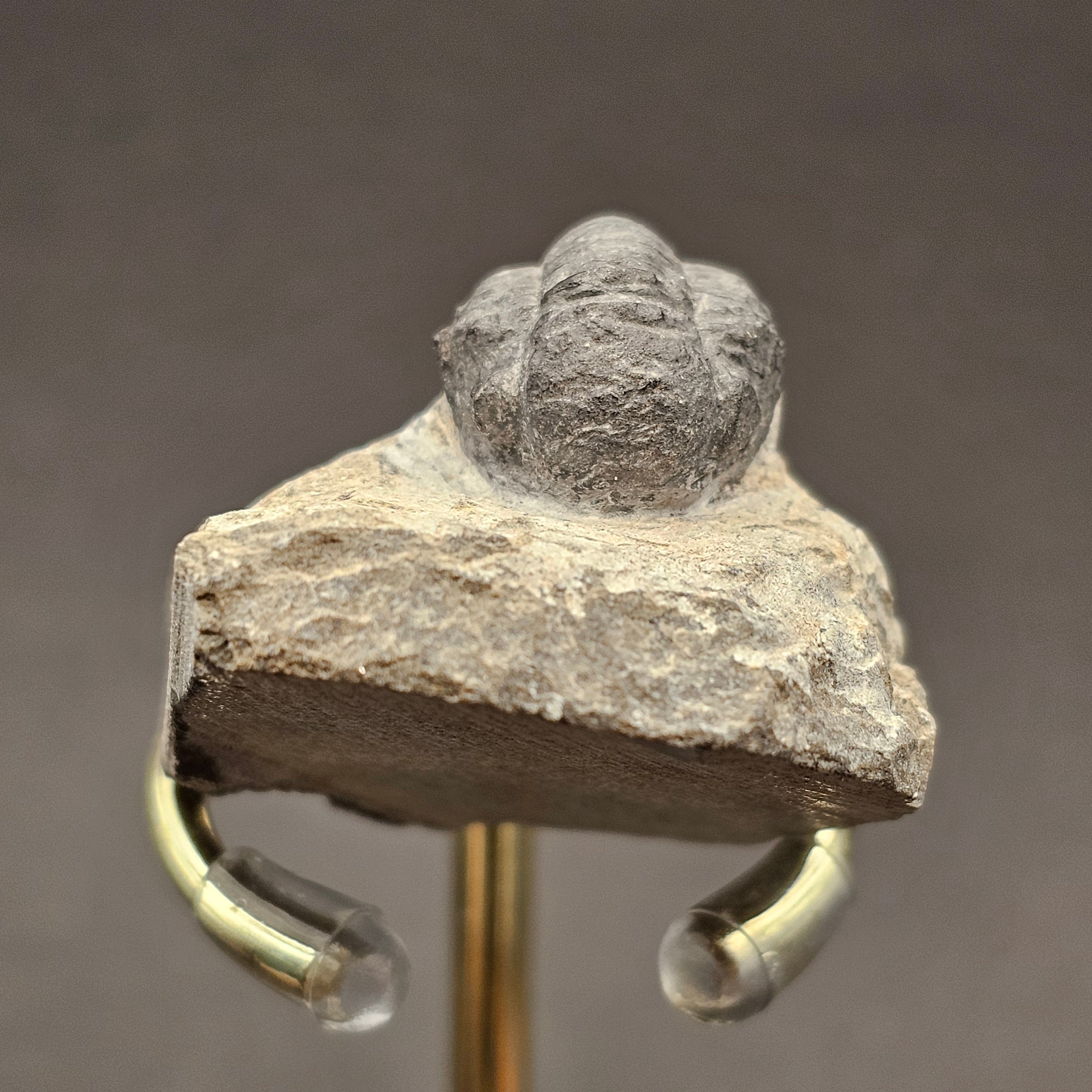 Gerastos Trilobite on Matrix — view 6