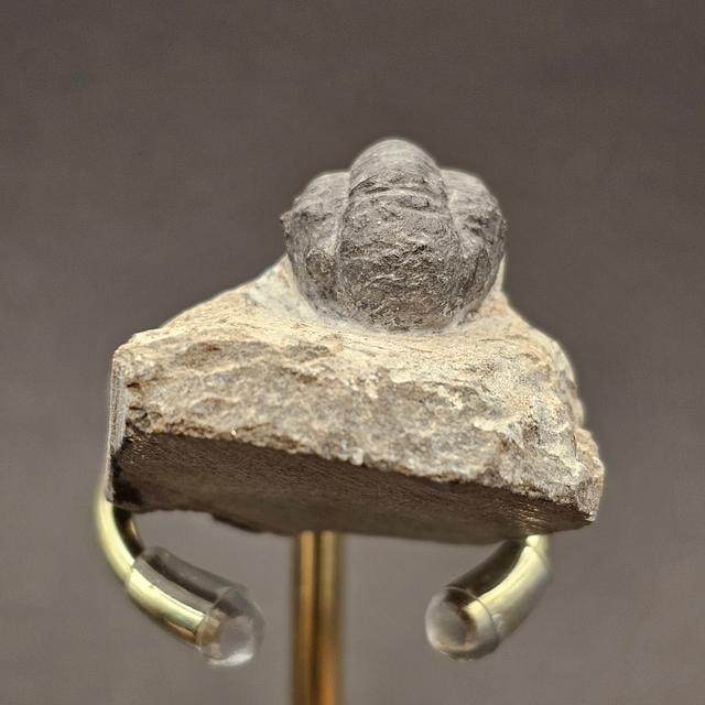 Gerastos Trilobite on Matrix — view 6