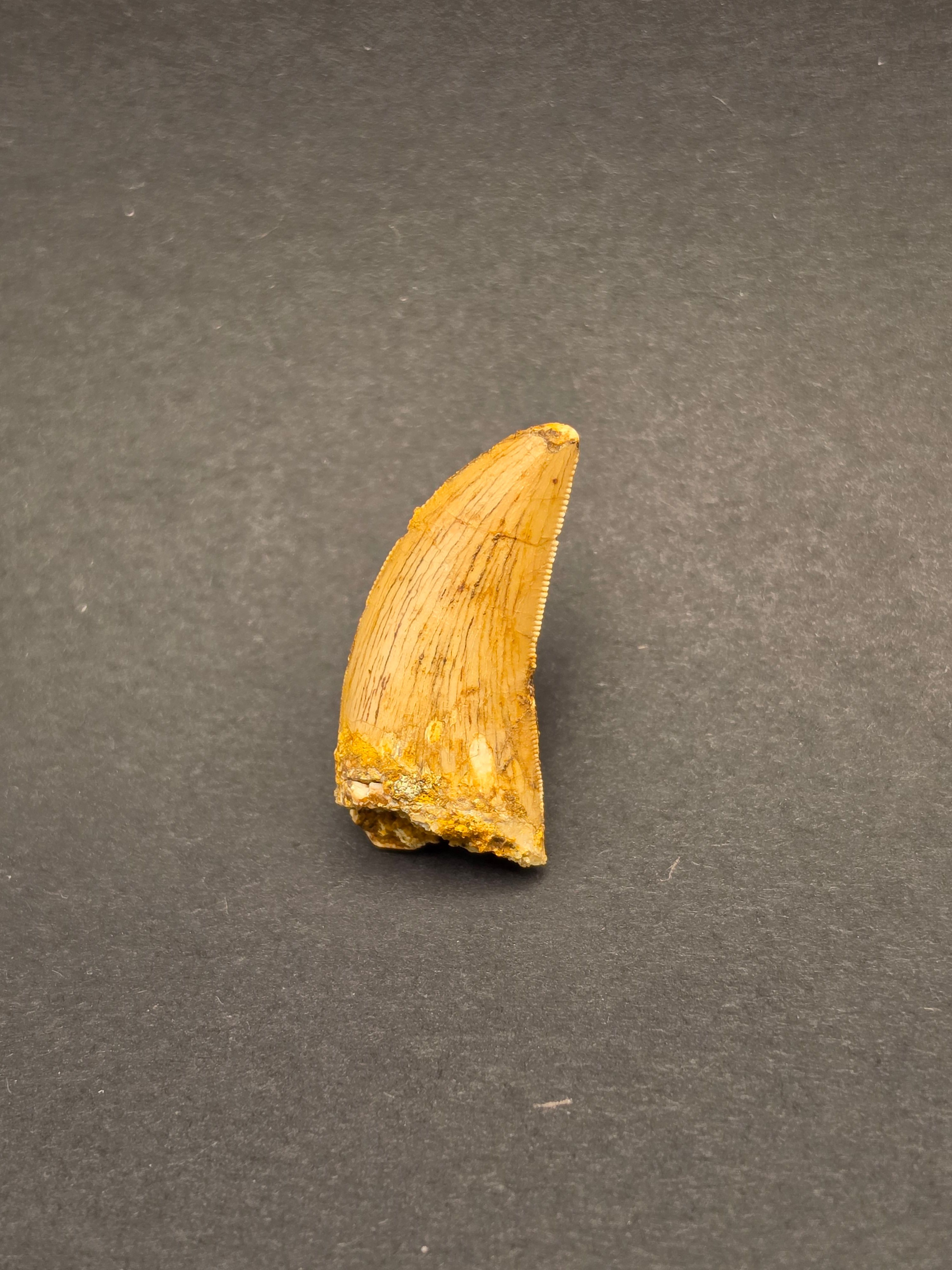 Carcharodontosaurus Tooth — view 2