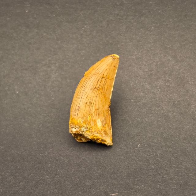 Carcharodontosaurus Tooth — view 2