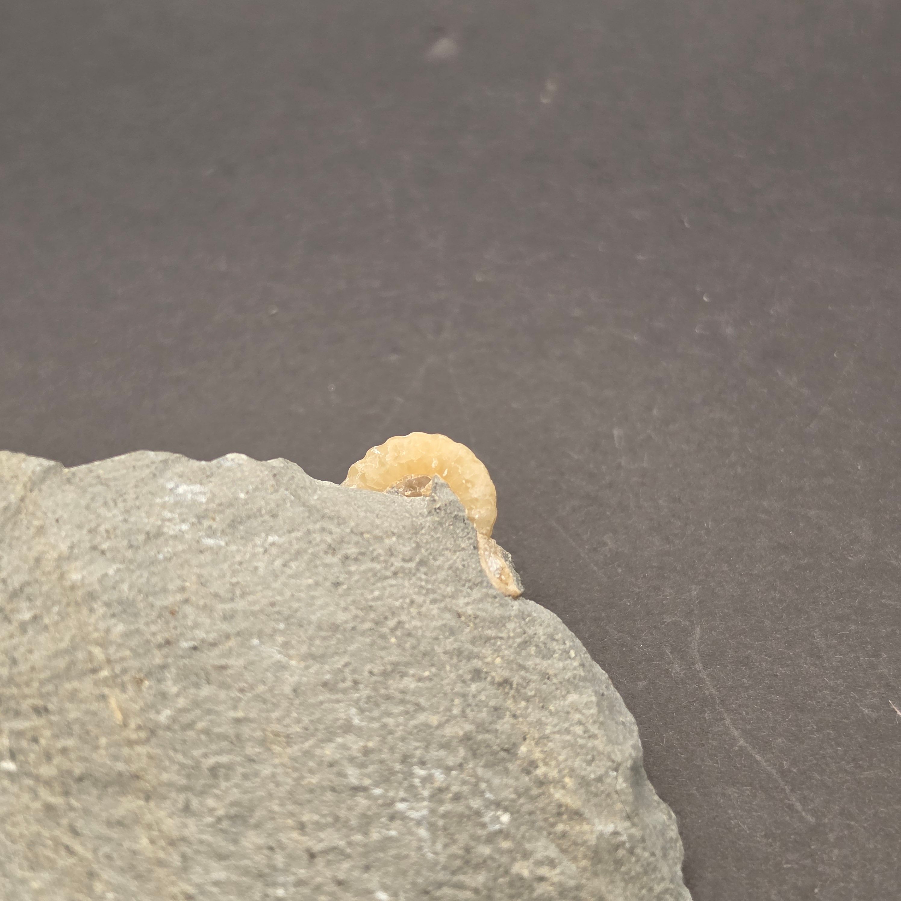 Promicroceras Calcite Ammonite on Matrix — view 7