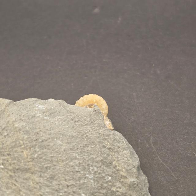 Promicroceras Calcite Ammonite on Matrix — view 7
