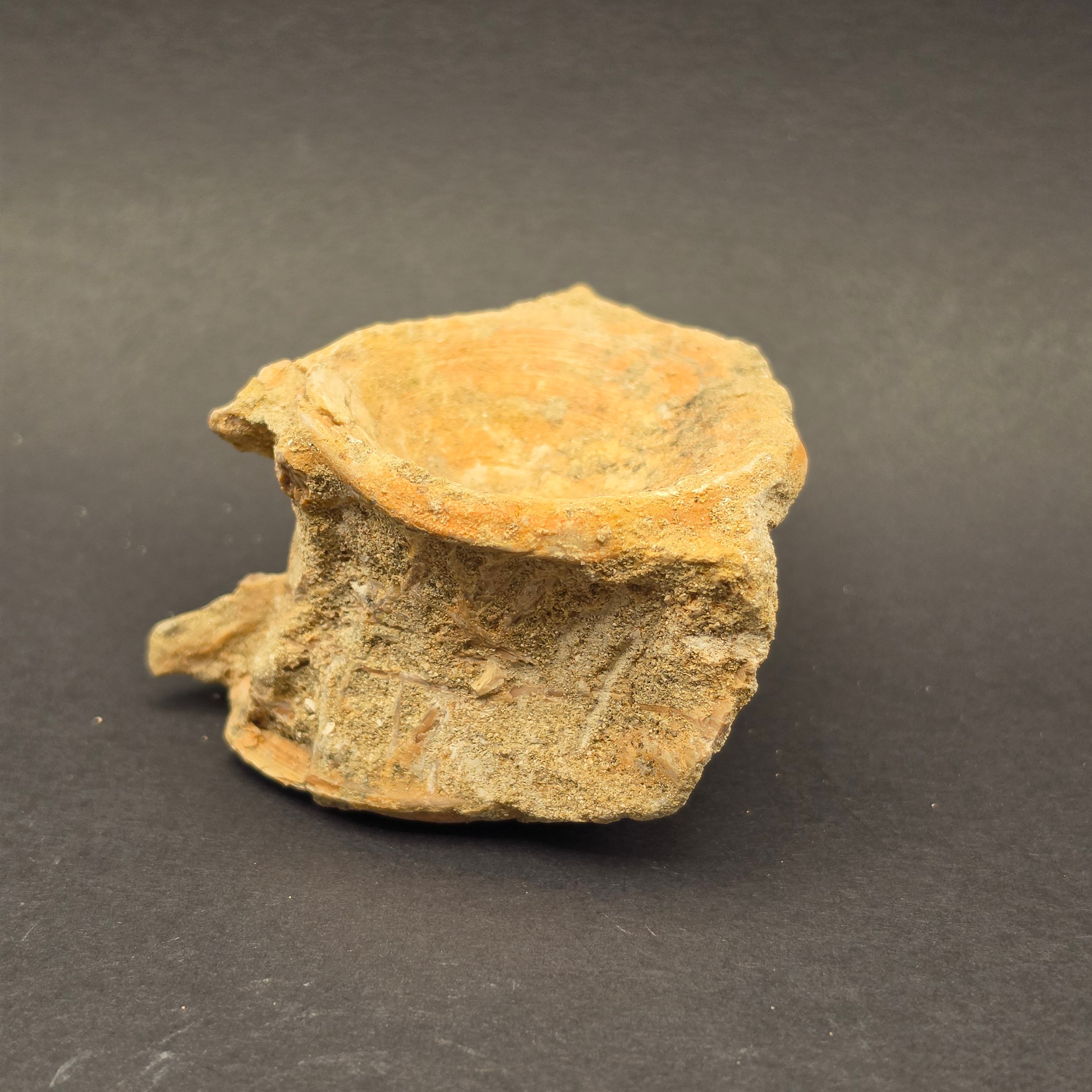Mosasaur Vertebrae — MV2