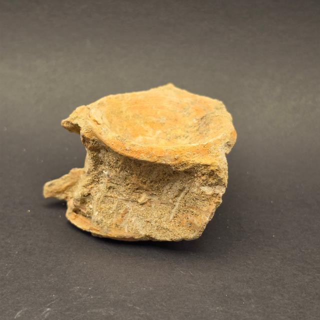 Mosasaur Vertebrae — view 1