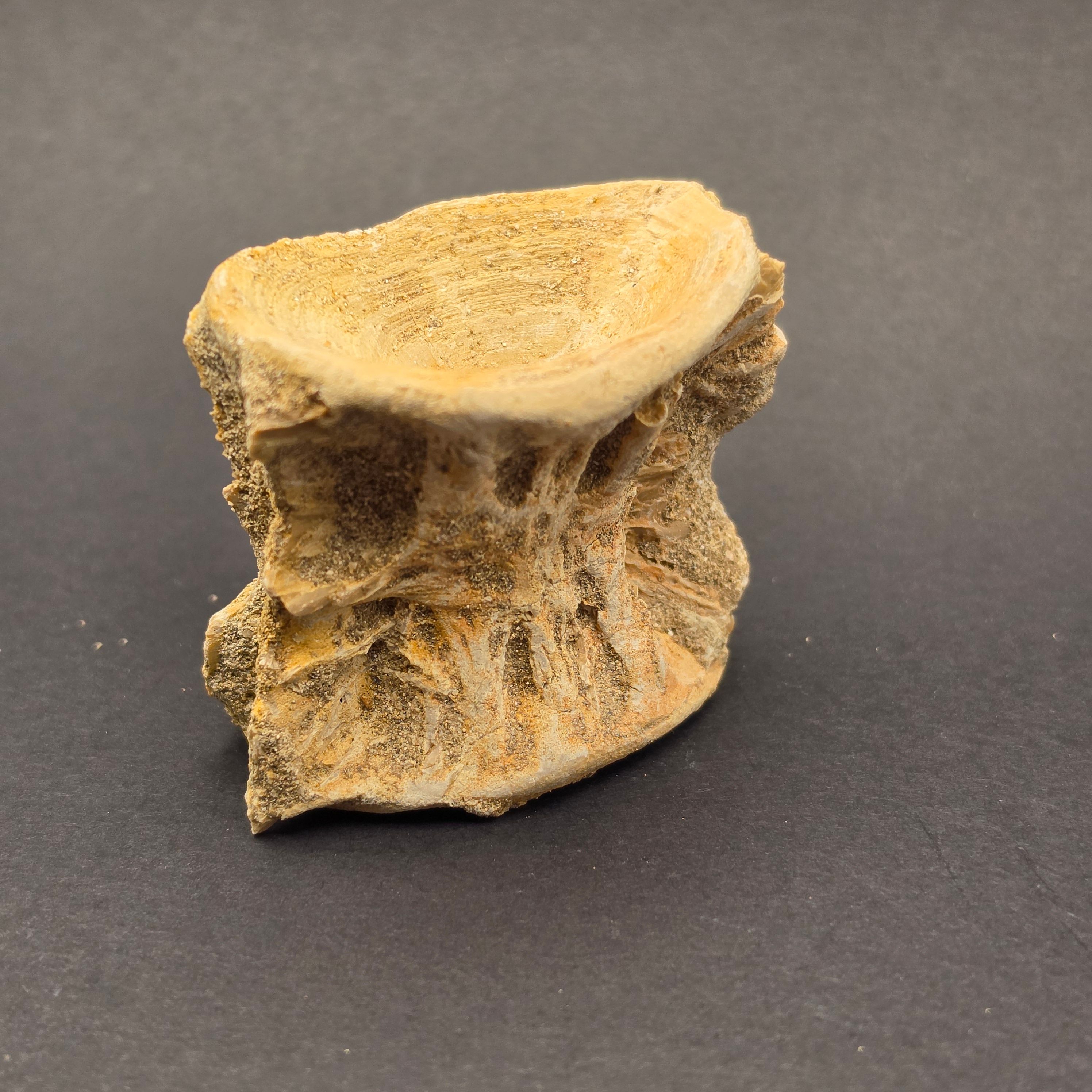 Mosasaur Vertebrae — MV3