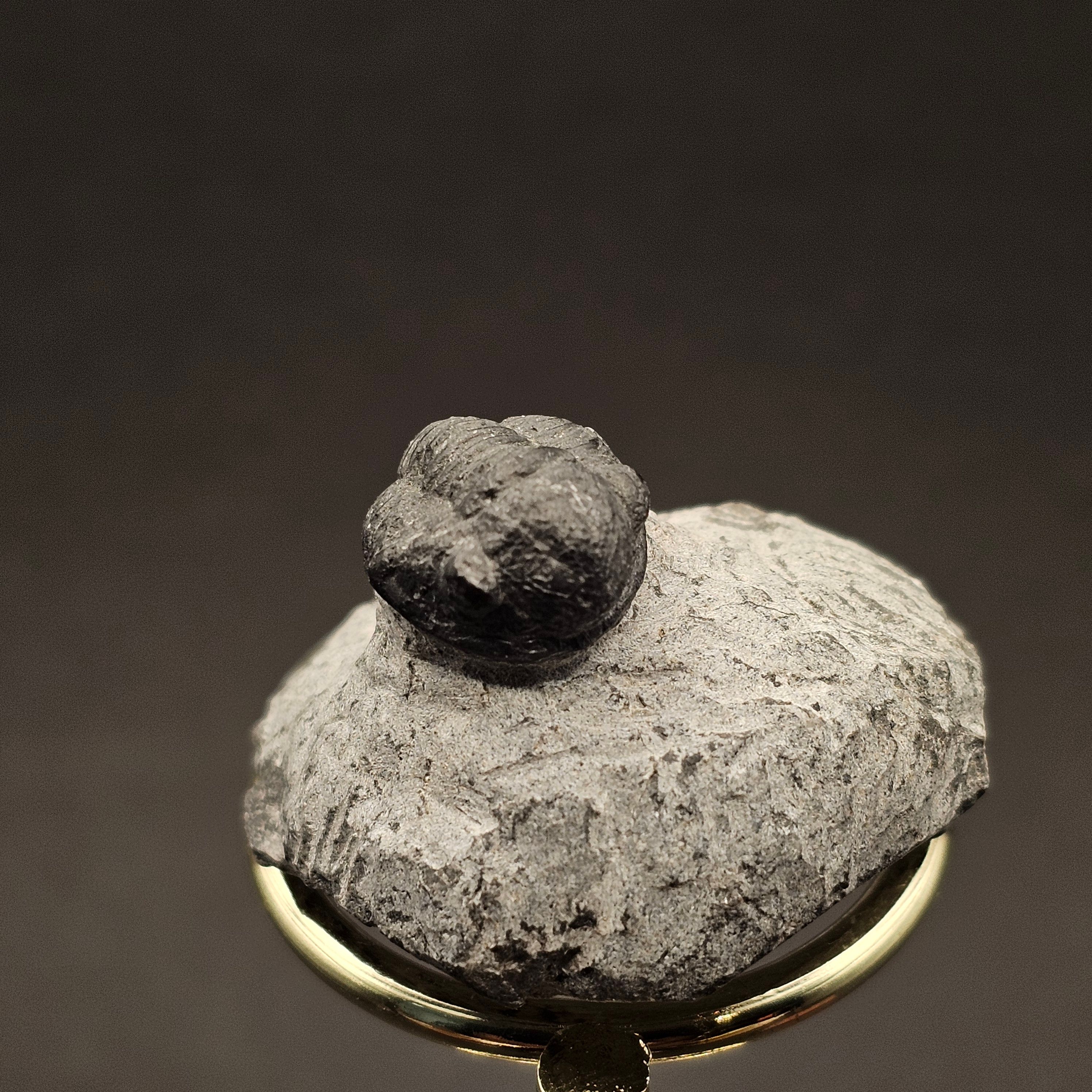 Gerastos Trilobite on Matrix — view 3