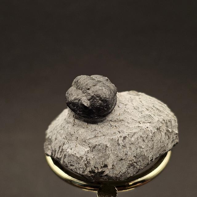 Gerastos Trilobite on Matrix — view 3