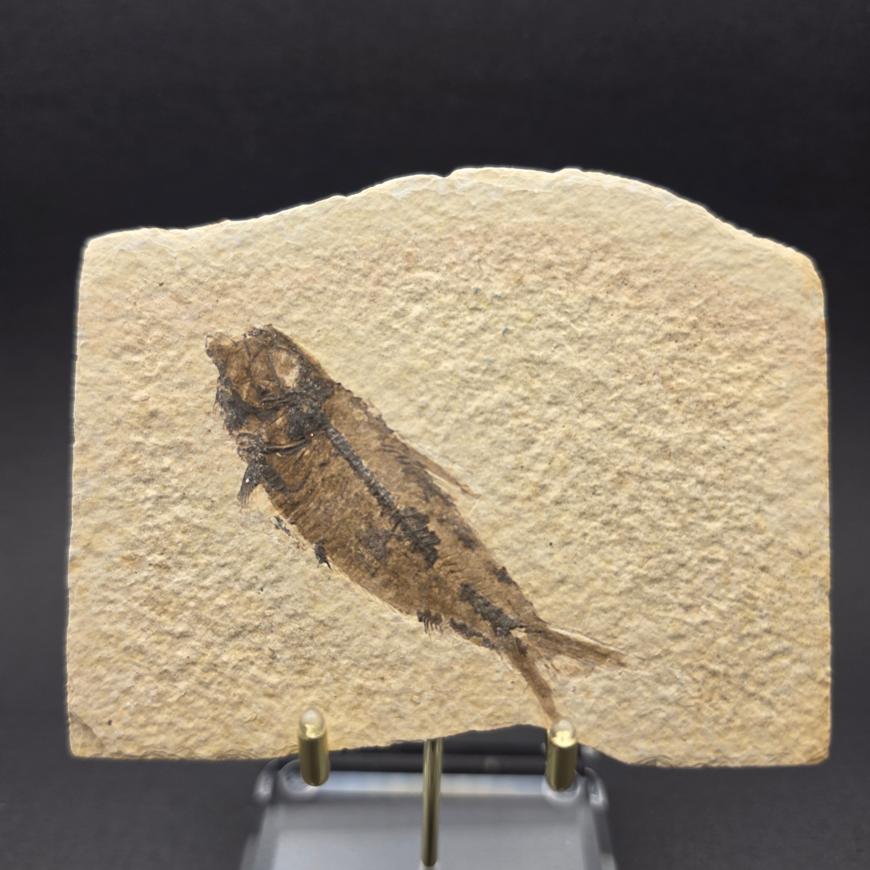 Knightia eocaena on Matrix — KN04