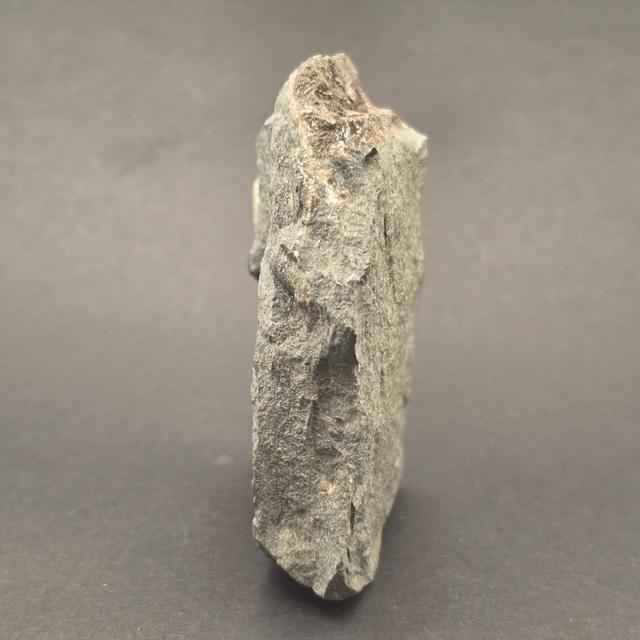 Promicroceras Calcite Ammonite on Matrix — view 5