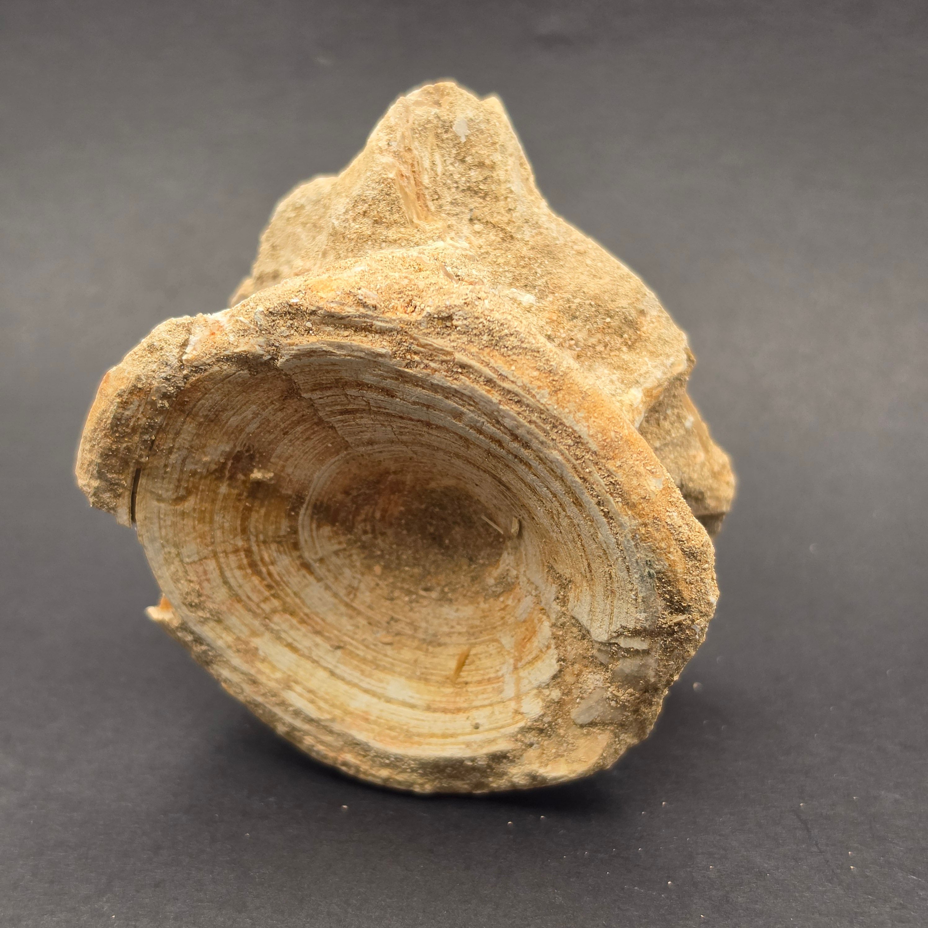 Mosasaur Vertebrae — view 4