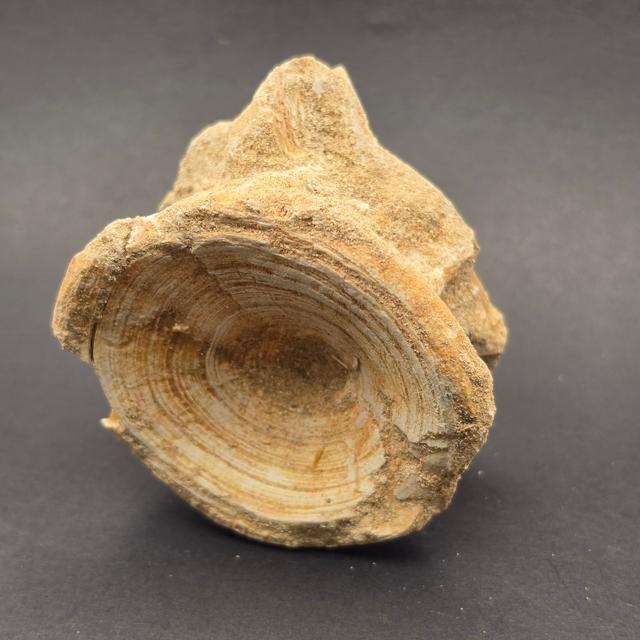 Mosasaur Vertebrae — view 4