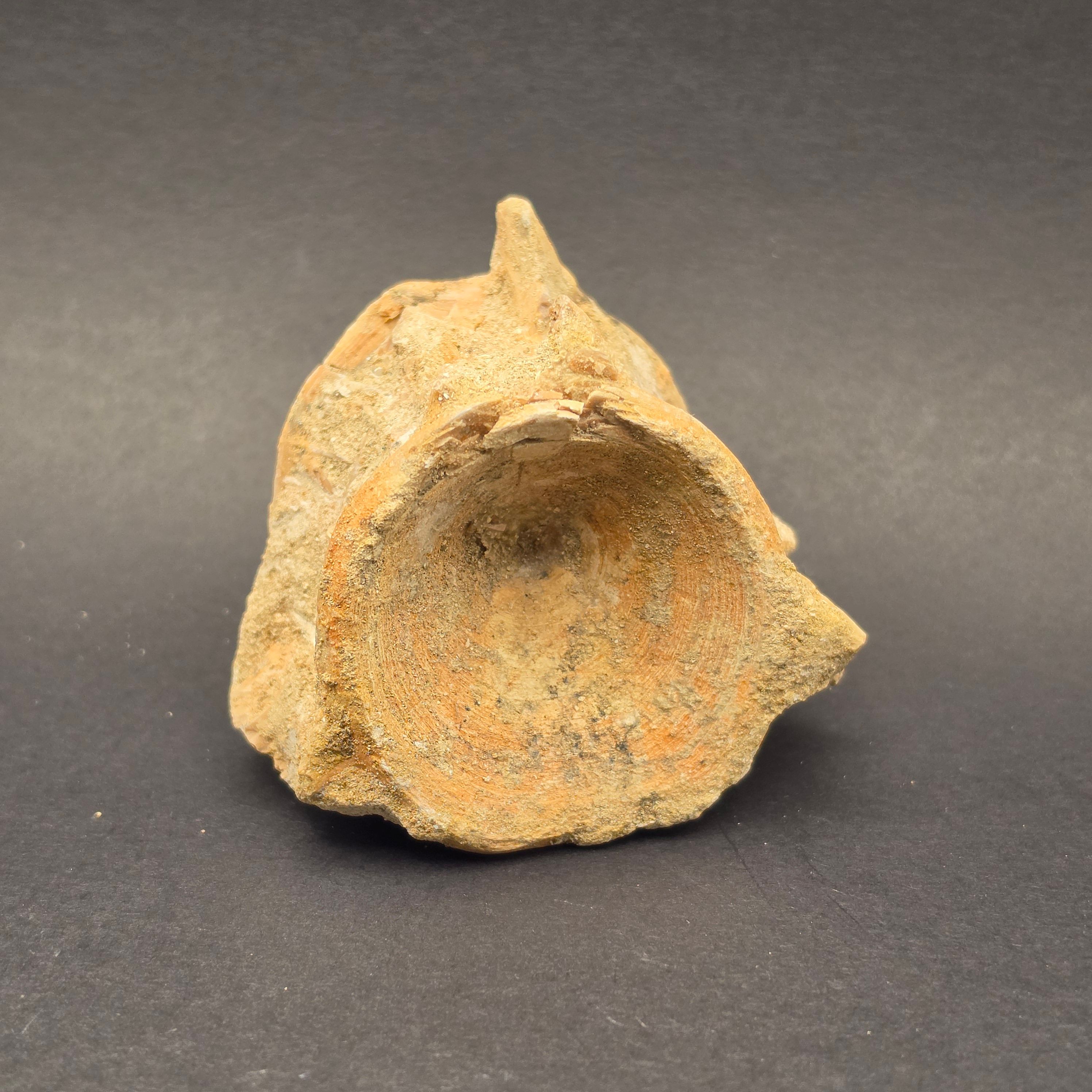 Mosasaur Vertebrae — view 4