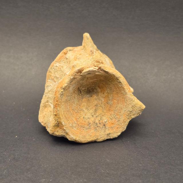 Mosasaur Vertebrae — view 4