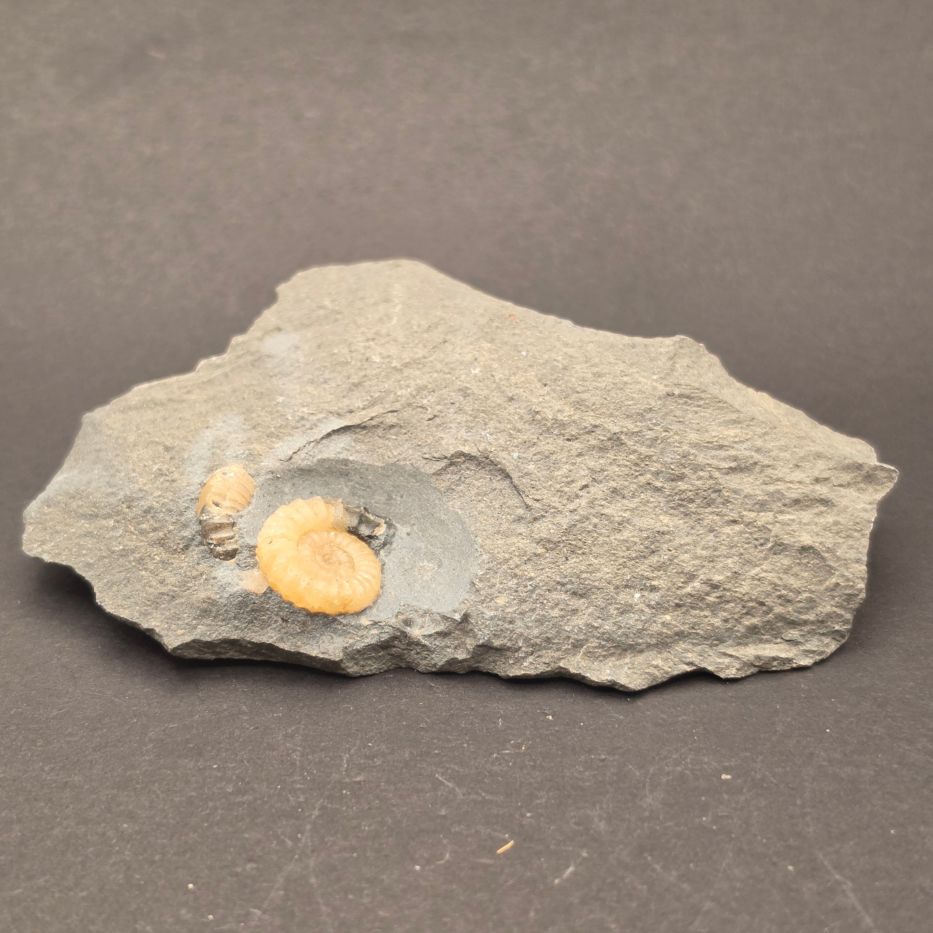 Promicroceras Calcite Ammonite on Matrix — view 3