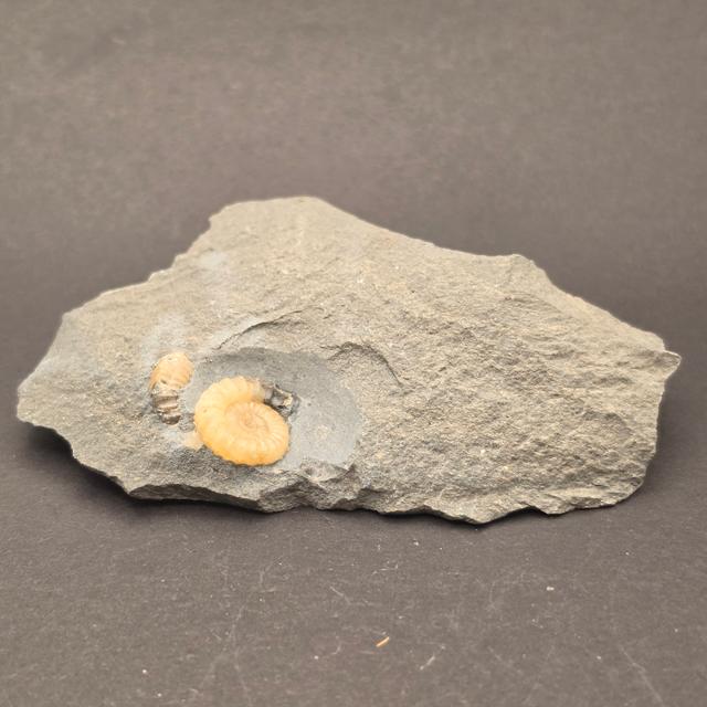 Promicroceras Calcite Ammonite on Matrix — view 3