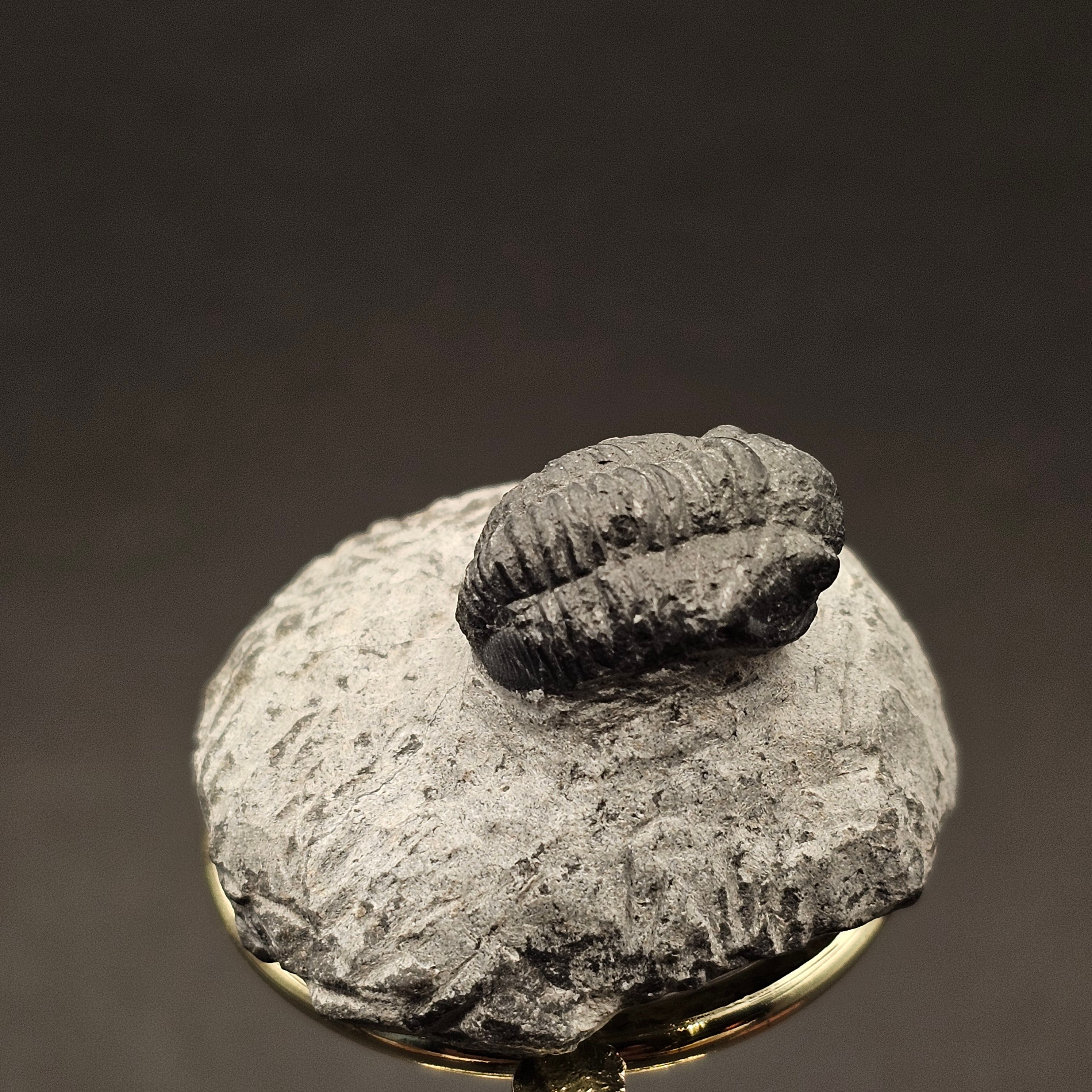 Gerastos Trilobite on Matrix — view 4