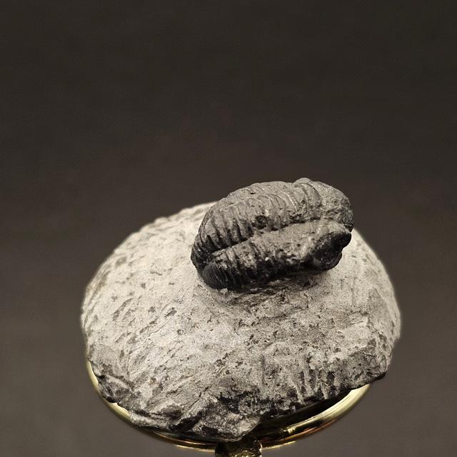 Gerastos Trilobite on Matrix — view 4