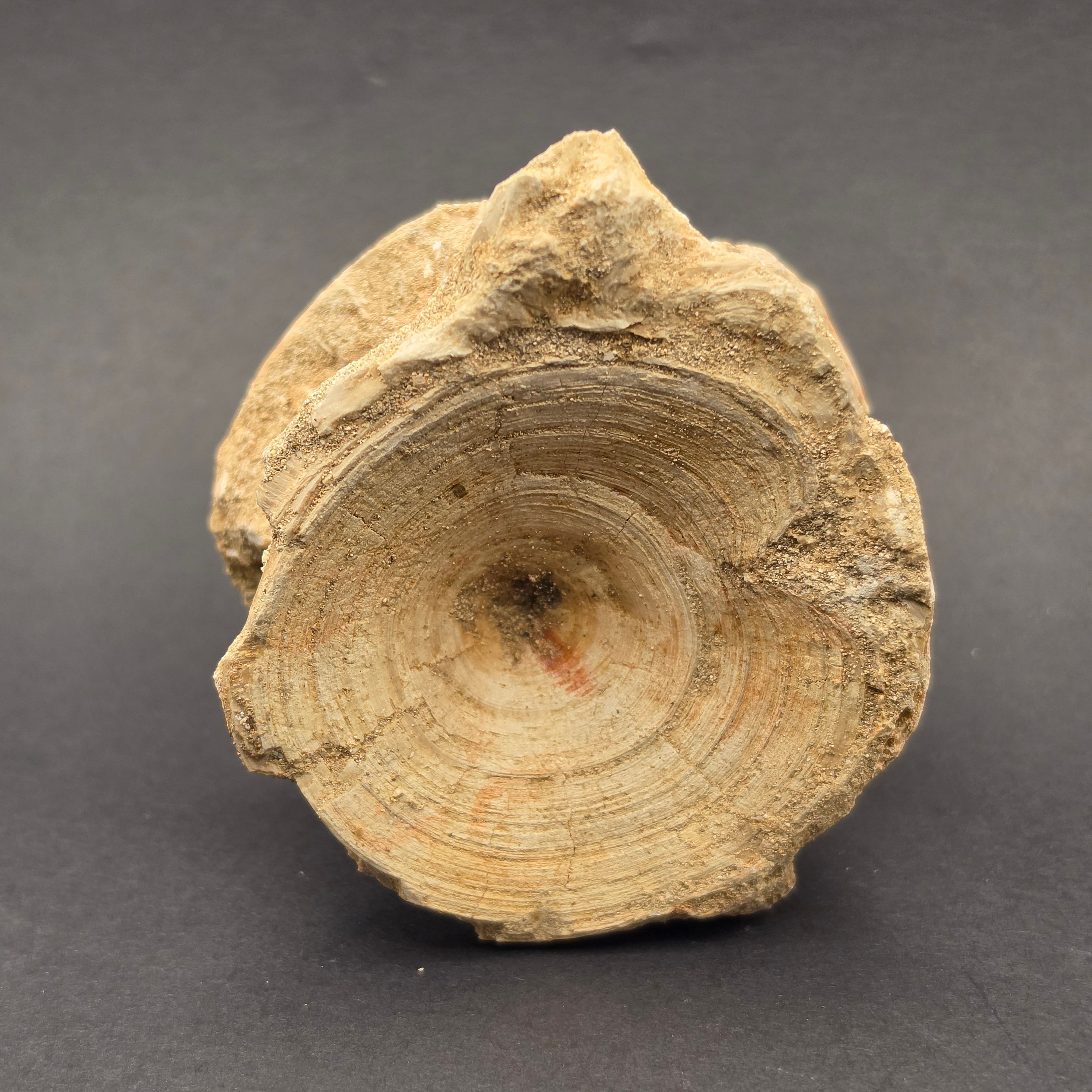 Mosasaur Vertebrae — view 2