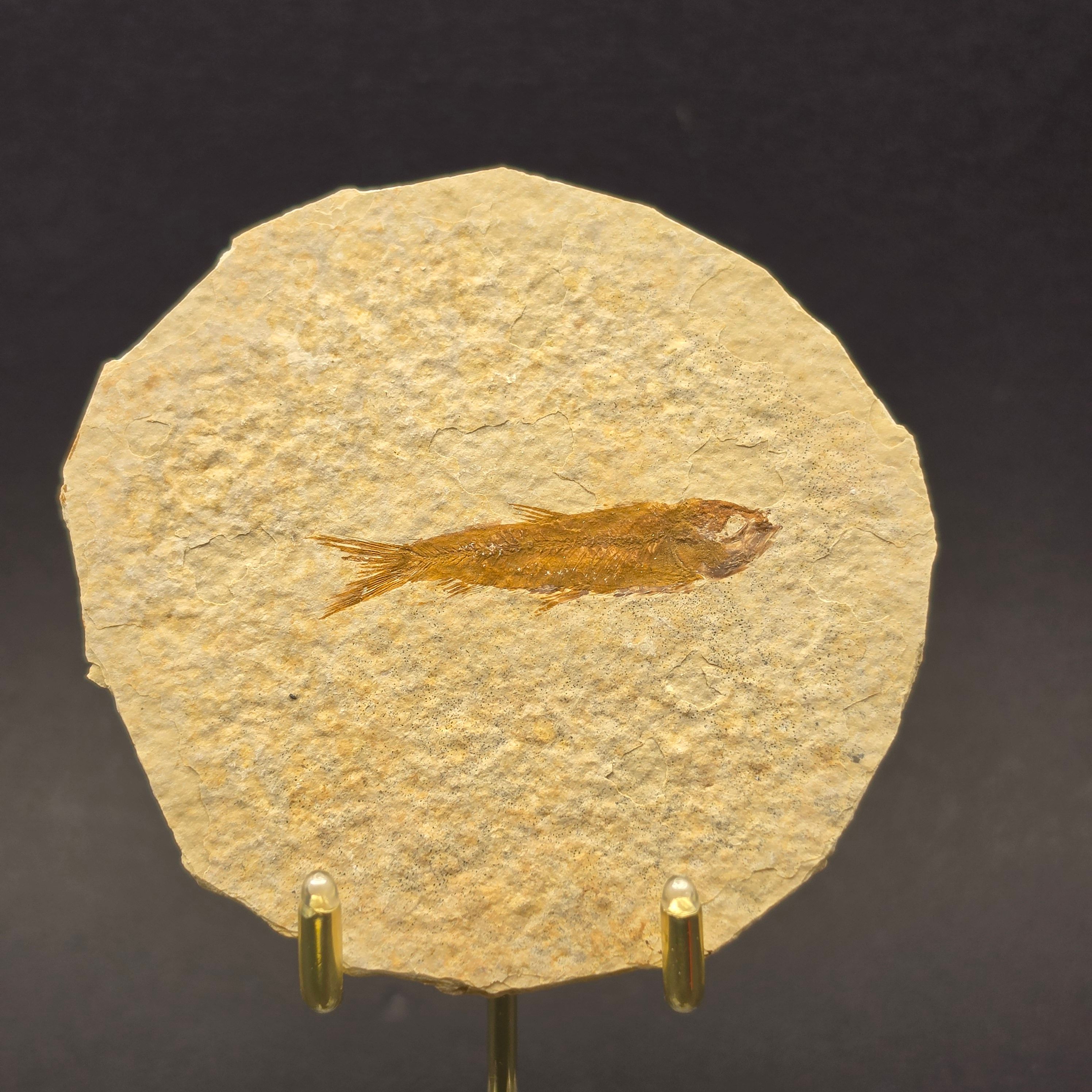 Knightia eocaena on Matrix — KN13