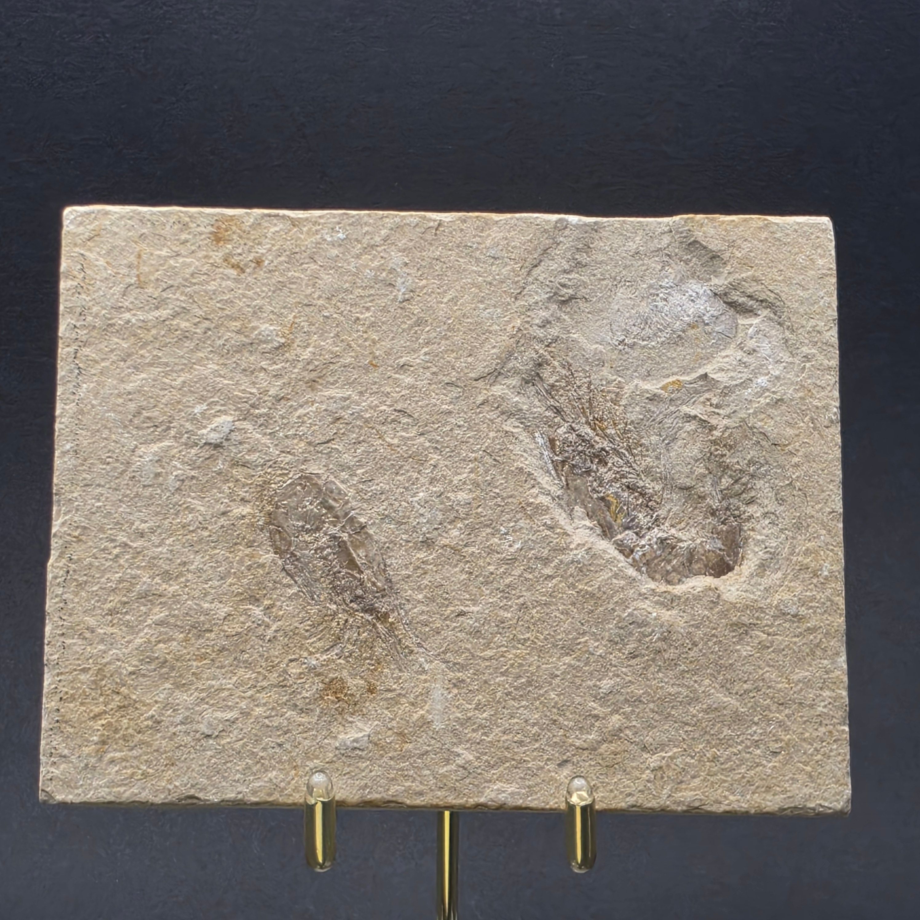 Carpopenaeus callirostris Shrimp — SHR04