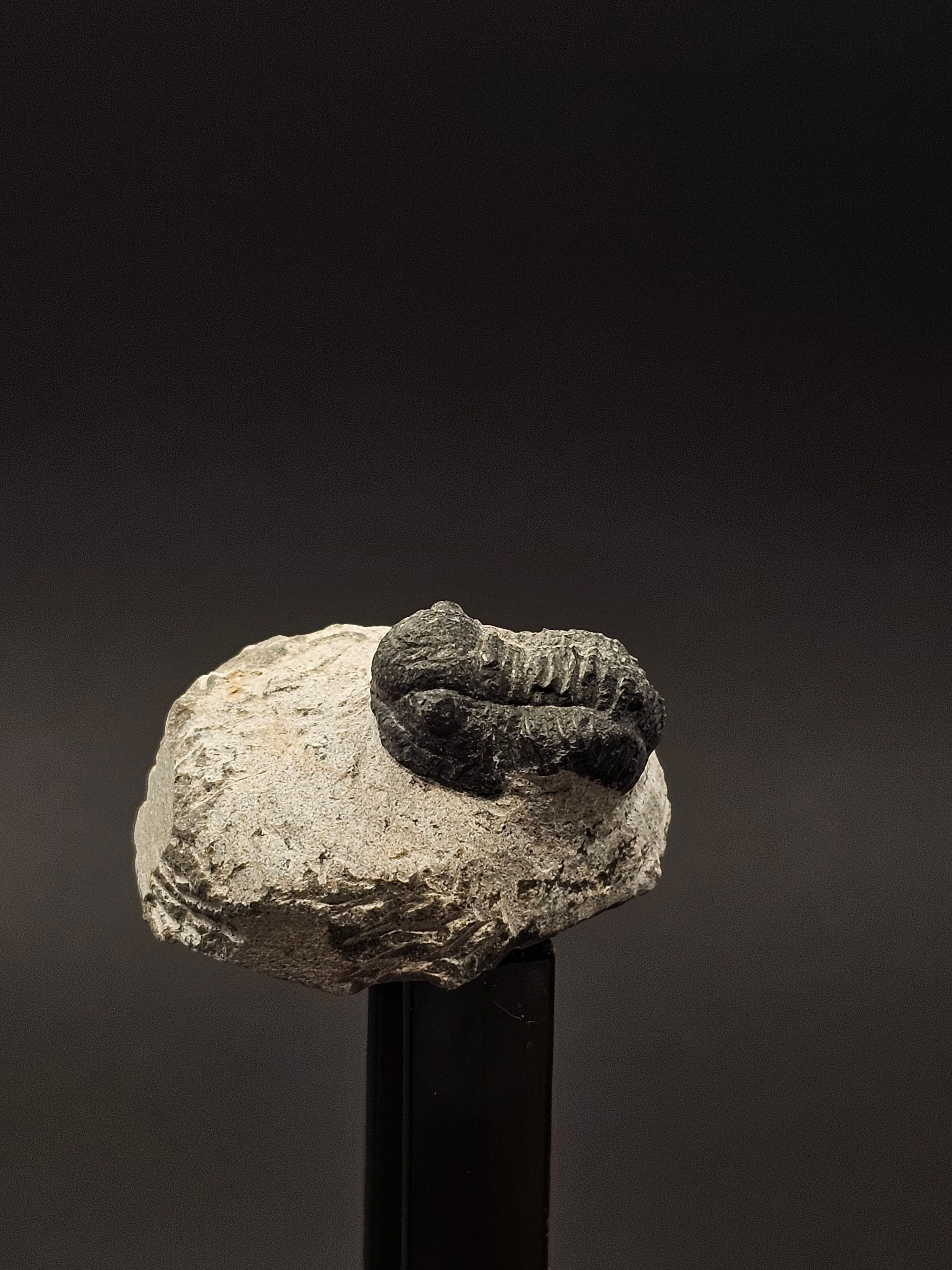 Gerastos Trilobite on Matrix — T4
