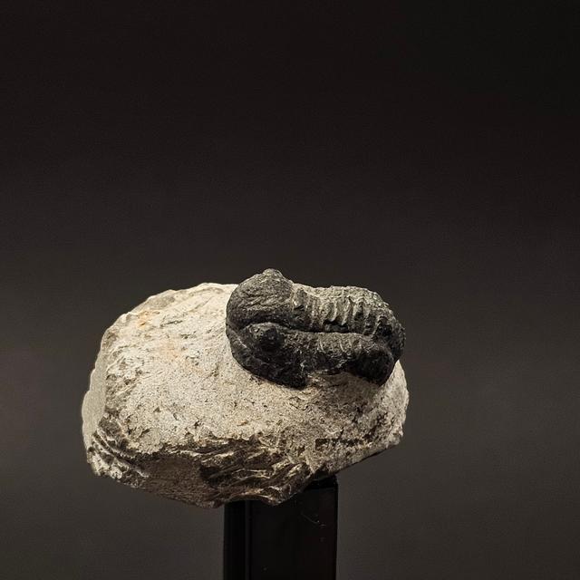 Gerastos Trilobite on Matrix — view 1