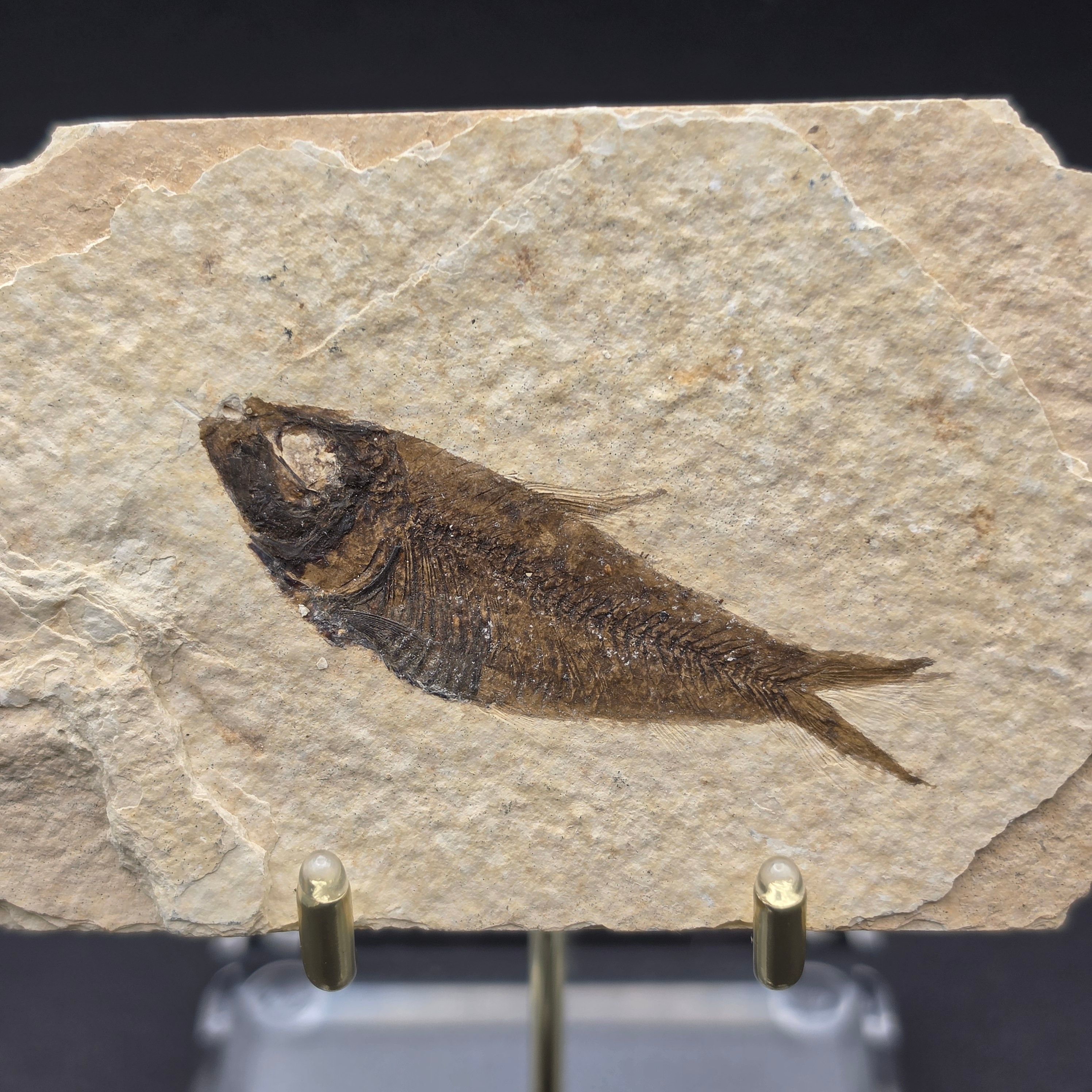 Knightia eocaena on Matrix — KN02