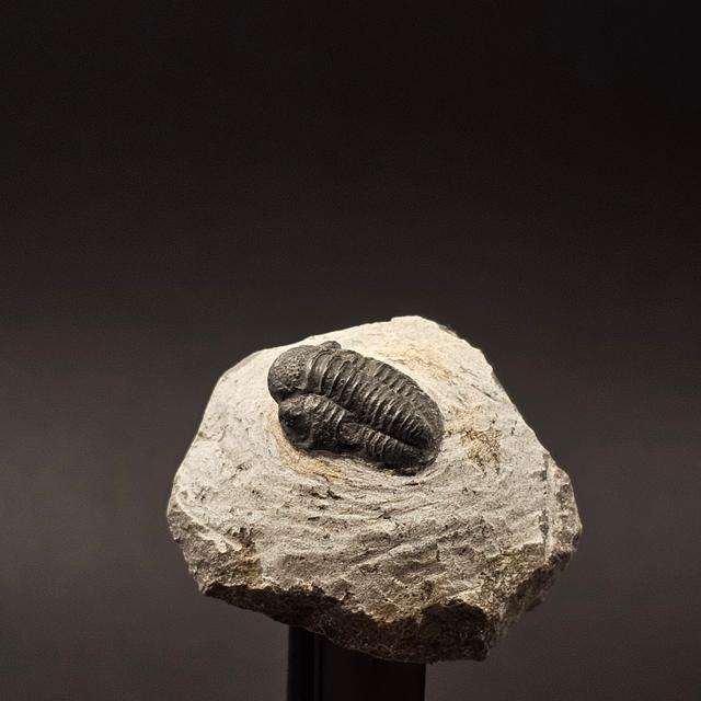Gerastos Trilobite on Matrix — view 7