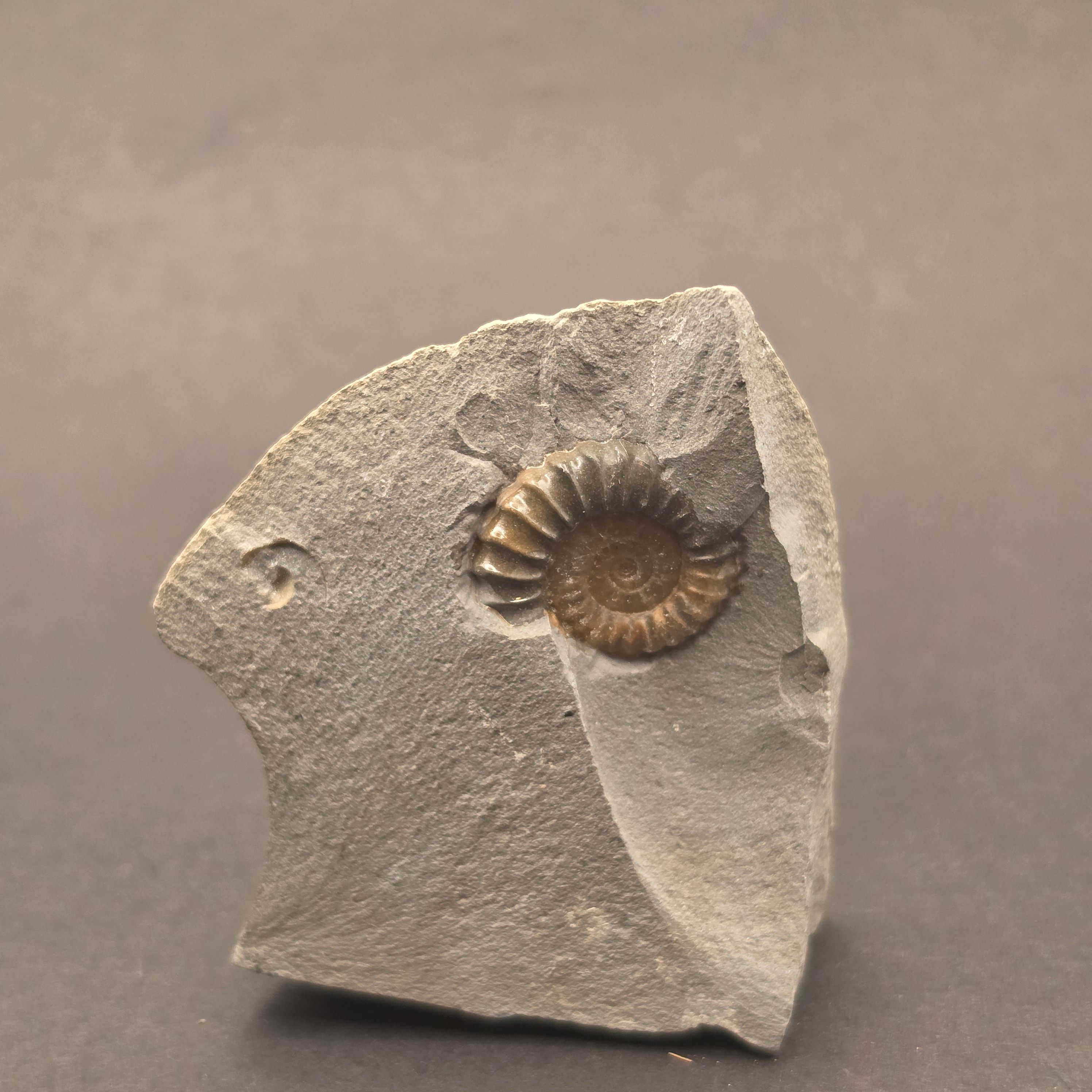 Promicroceras Calcite Ammonite on Matrix — view 3