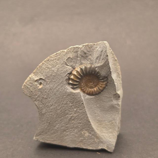 Promicroceras Calcite Ammonite on Matrix — view 3
