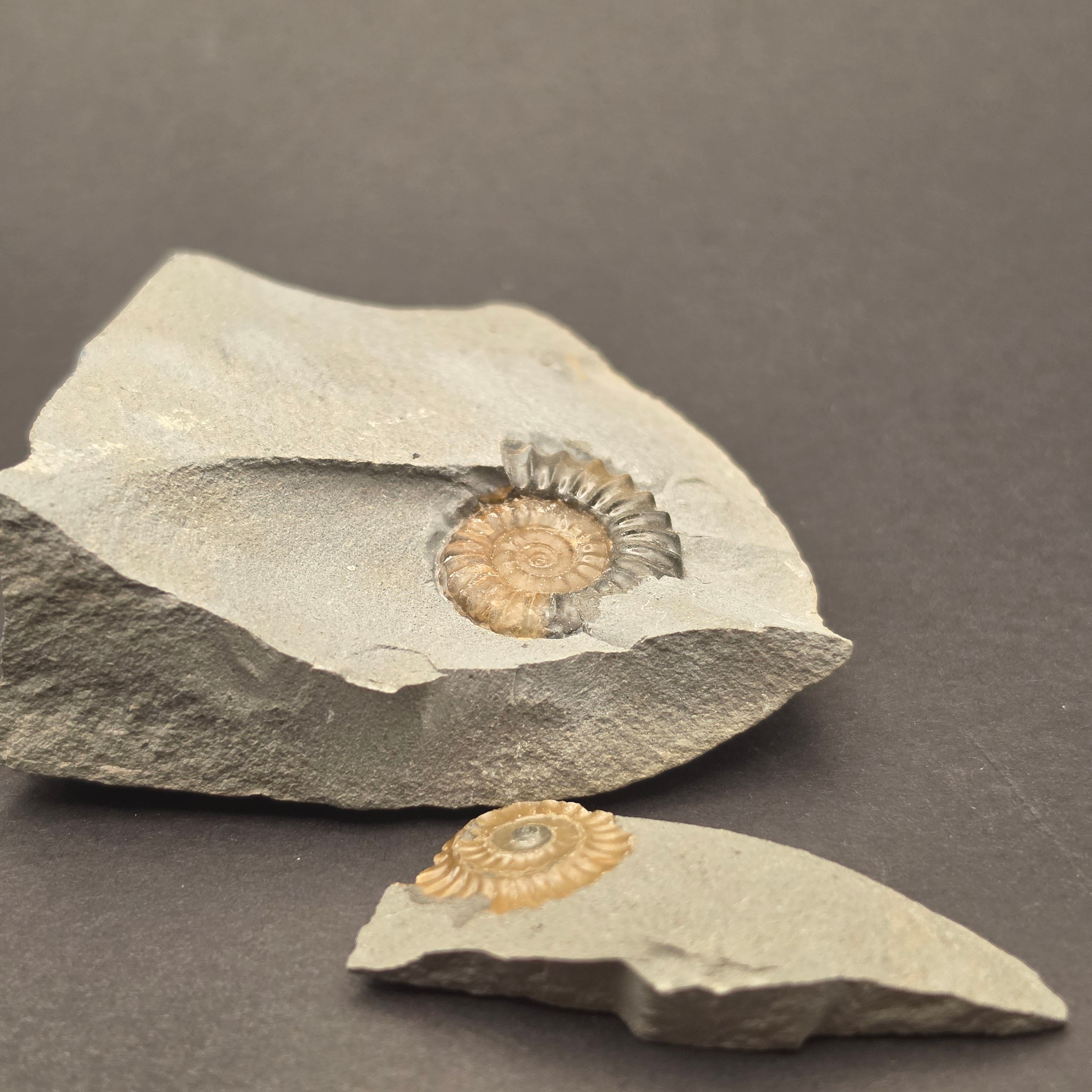 Promicroceras Calcite Ammonite on Matrix — view 4
