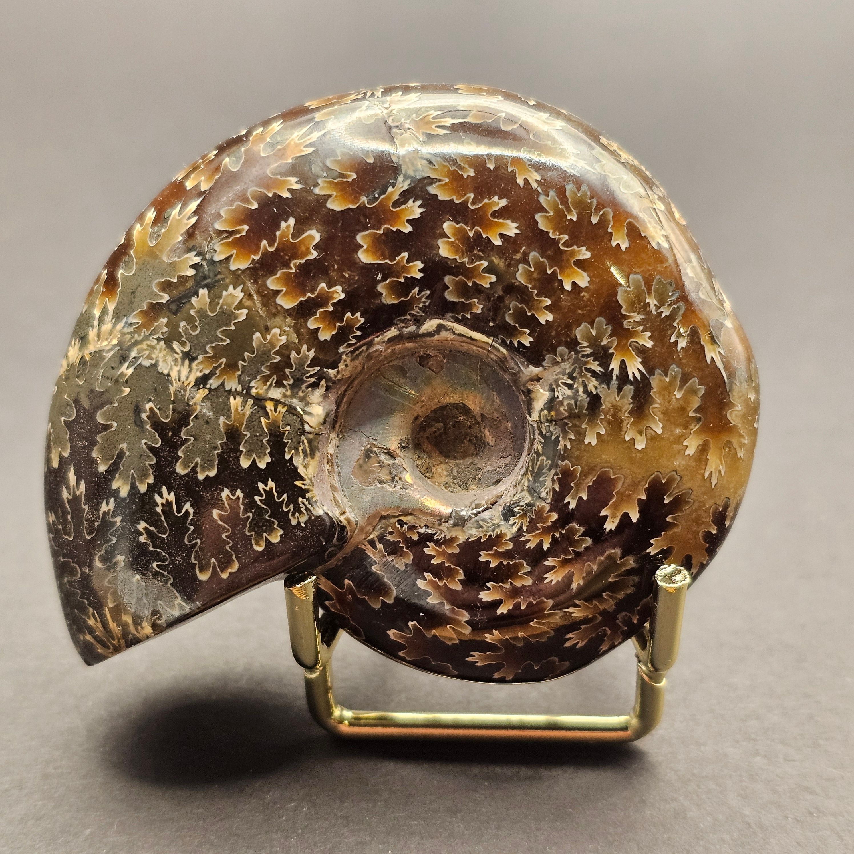 Polished Democeras Ammonite — DA2