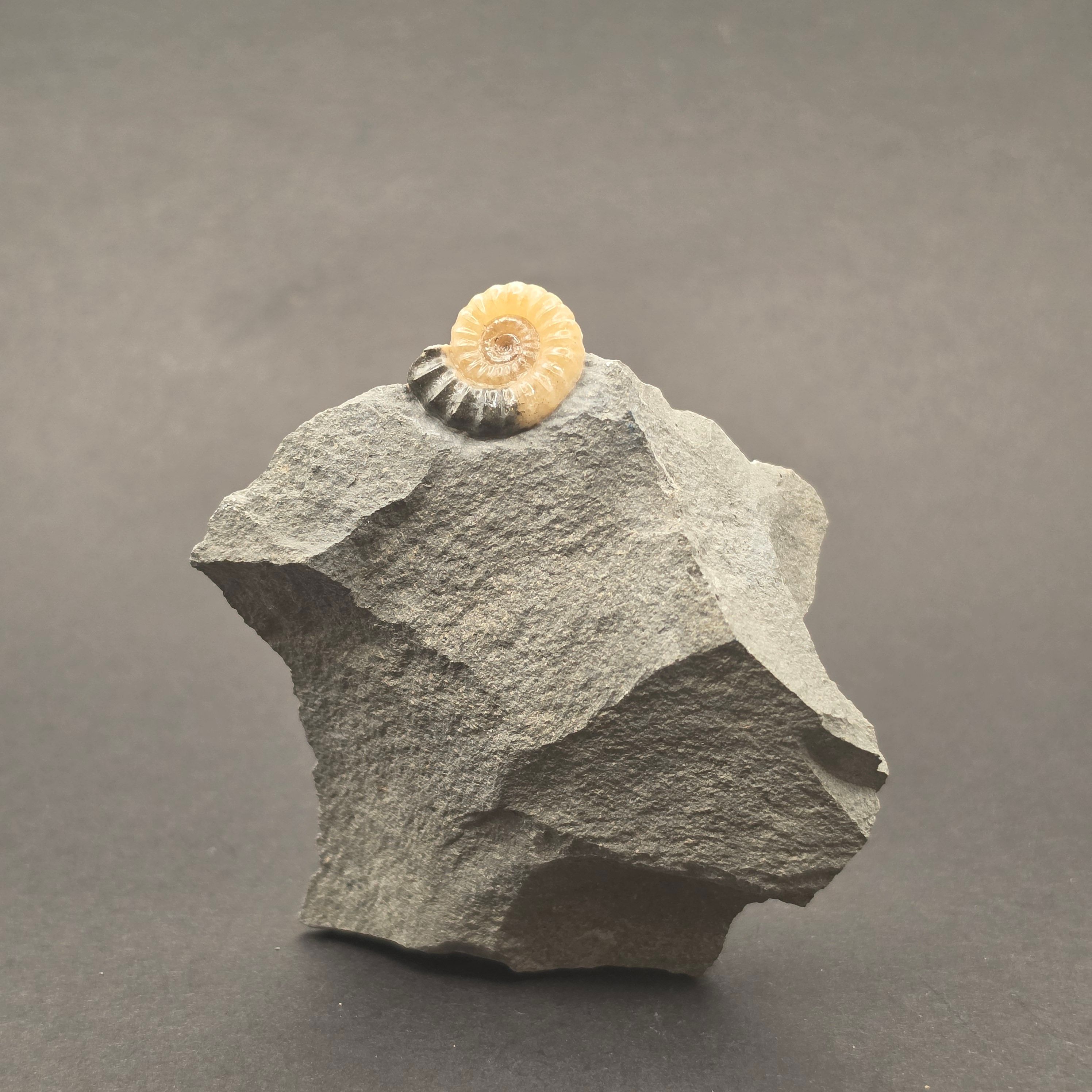 Promicroceras Calcite Ammonite on Matrix — PMC02