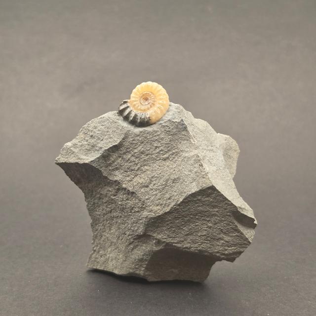 Promicroceras Calcite Ammonite on Matrix — view 1