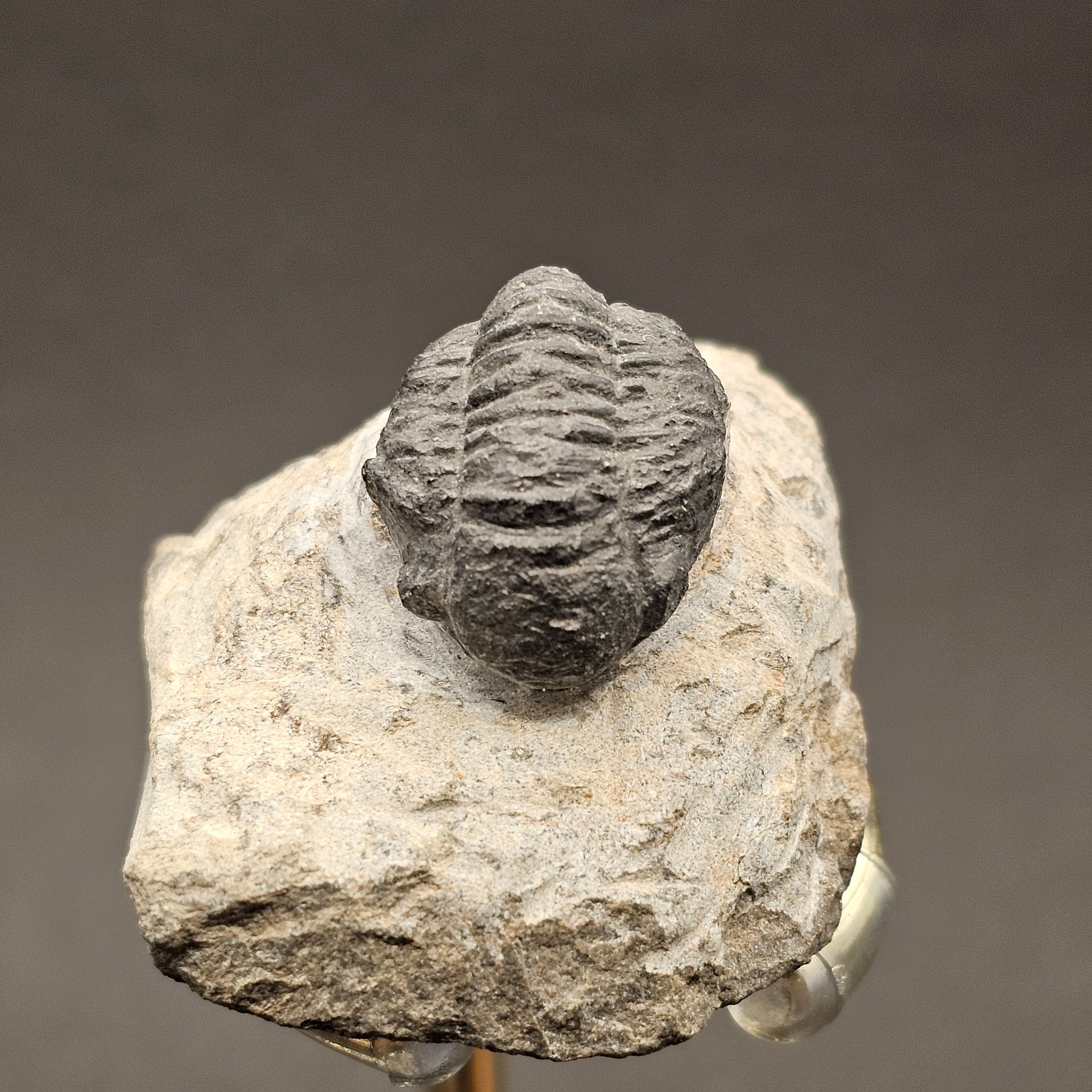 Gerastos Trilobite on Matrix — T1