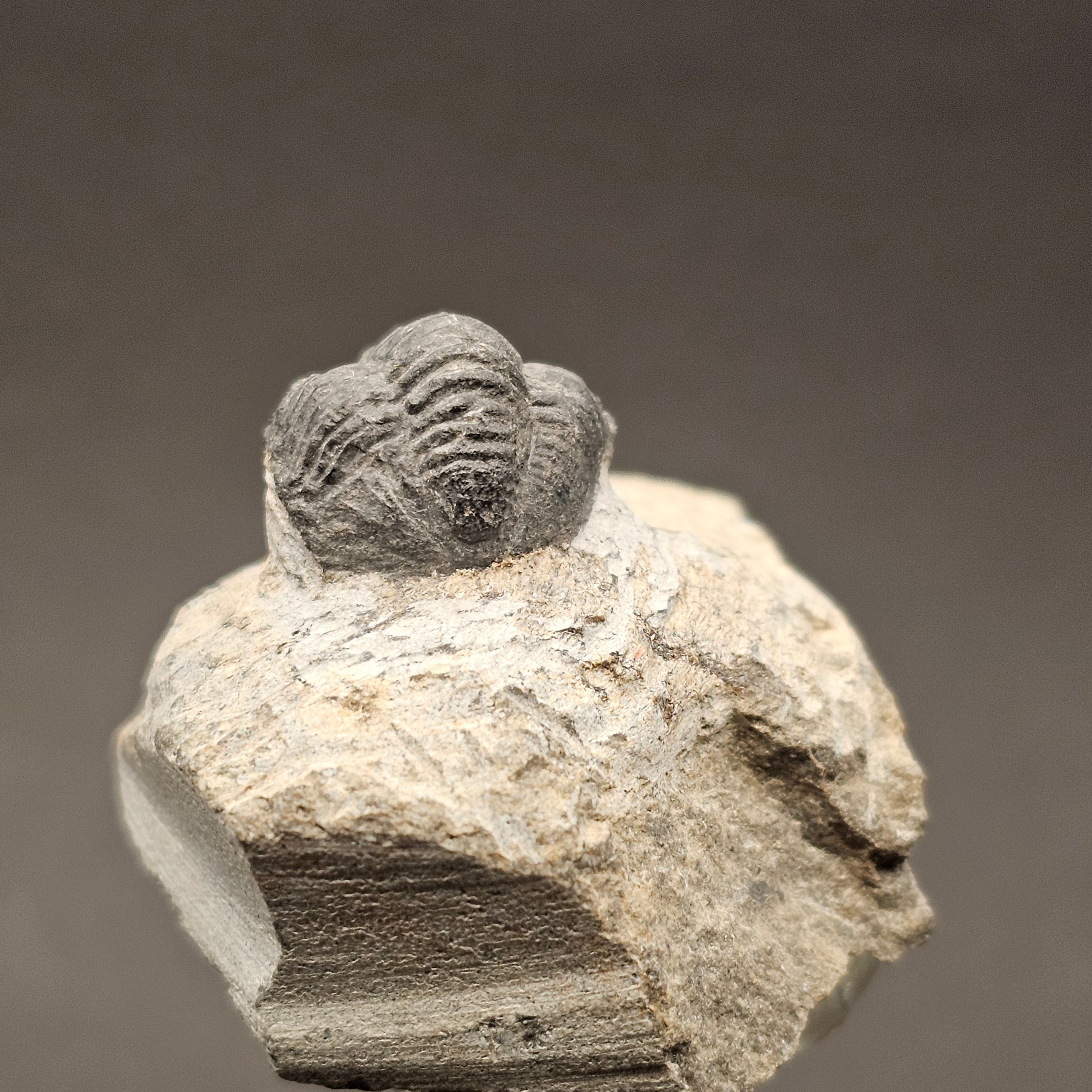 Gerastos Trilobite on Matrix — view 3