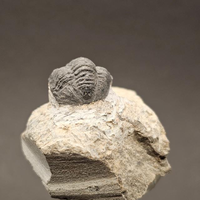 Gerastos Trilobite on Matrix — view 3